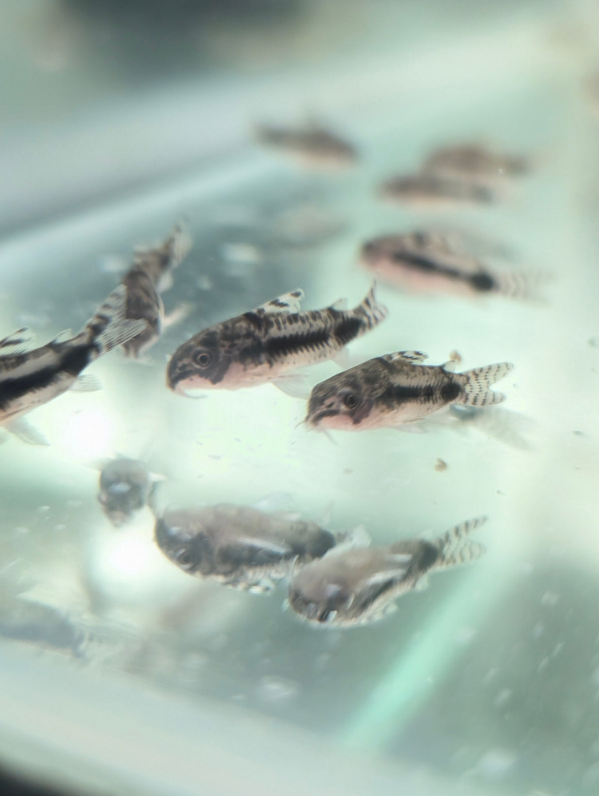 A group of Salt and Pepper Pygmy Corydoras with mottled markings resting together in an aquarium.