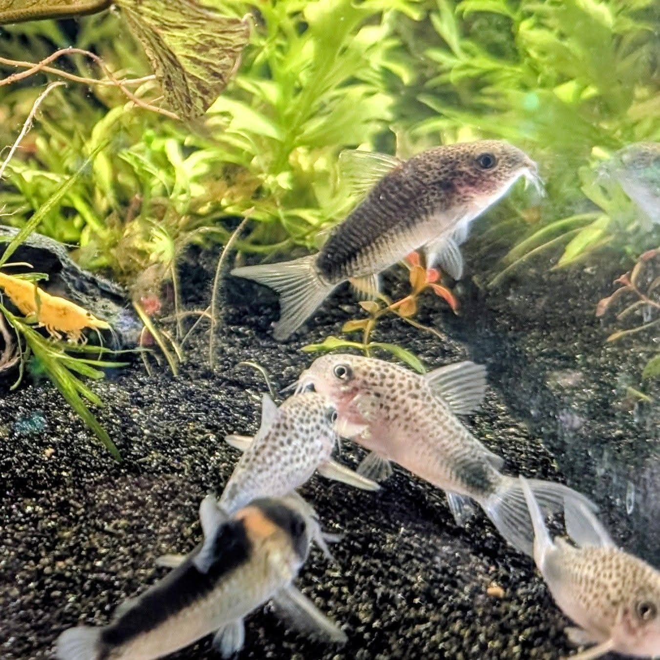 Corydoras