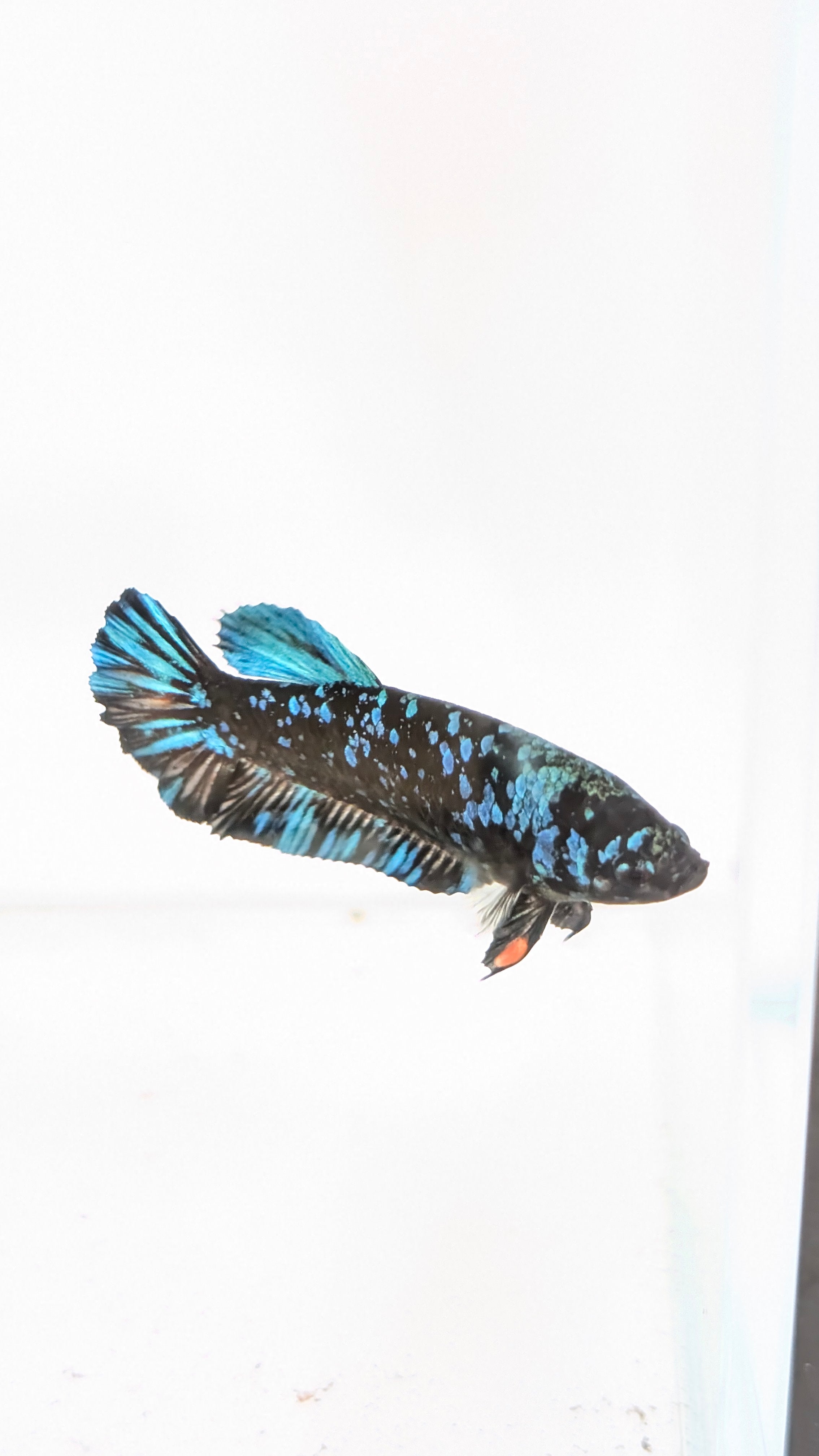 Female Bettas
