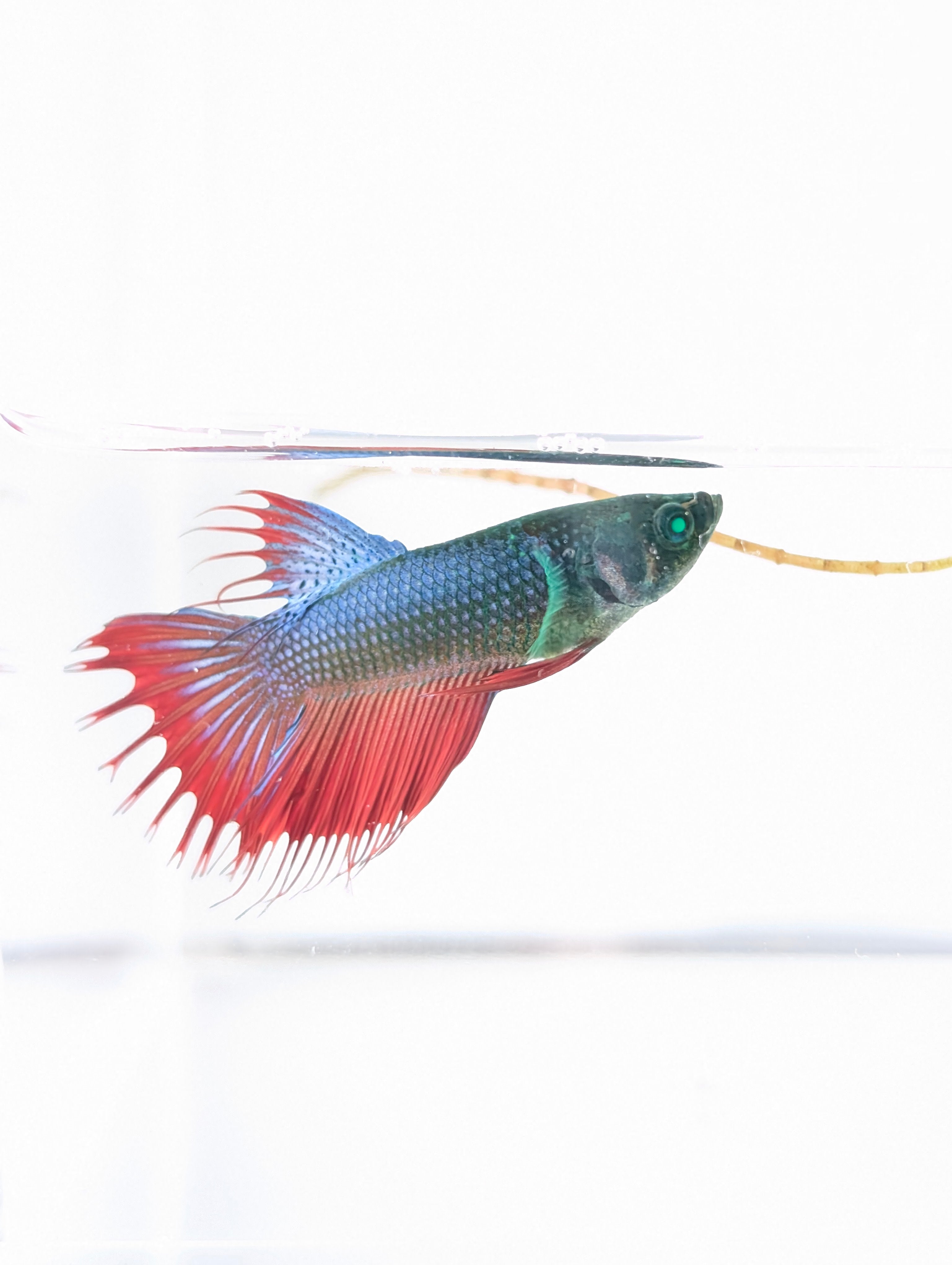 Male Bettas