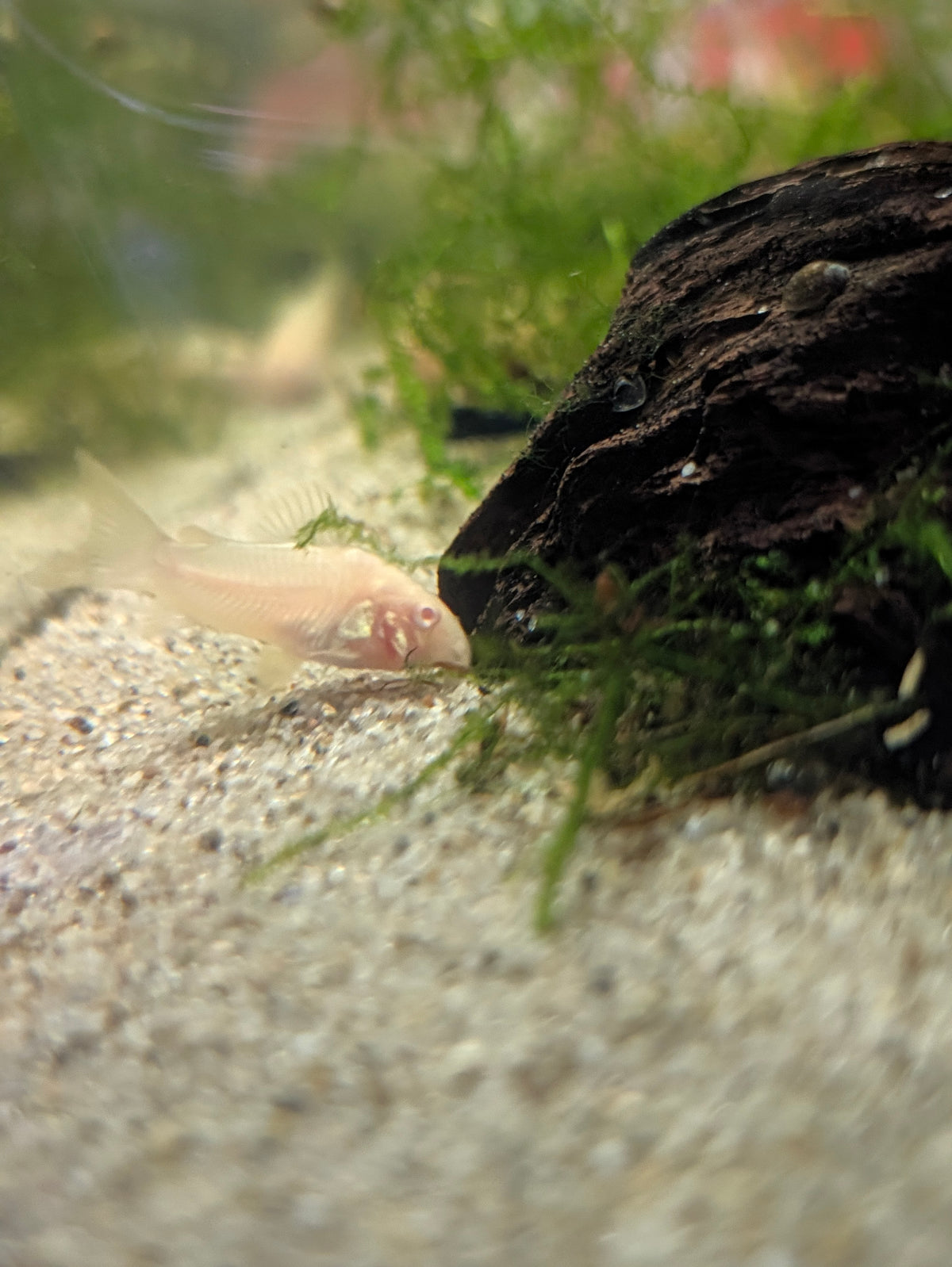 An albino bronze corydora fish swimming near a piece of driftwood and green aquatic plants in a gravel aquarium.