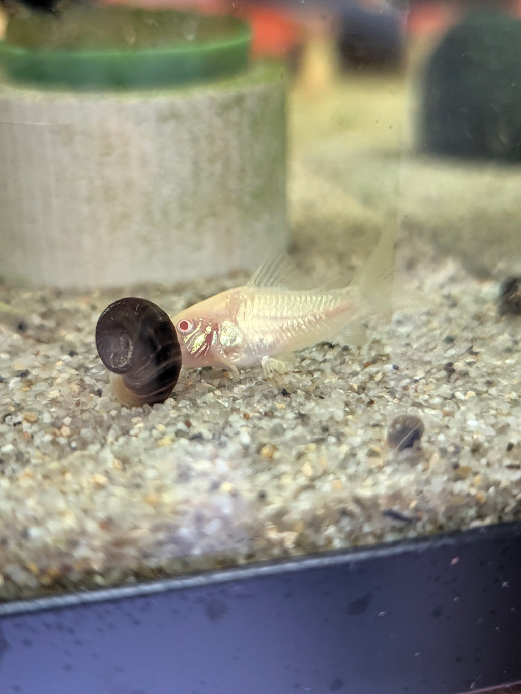 Albino Bronze Corydoras
