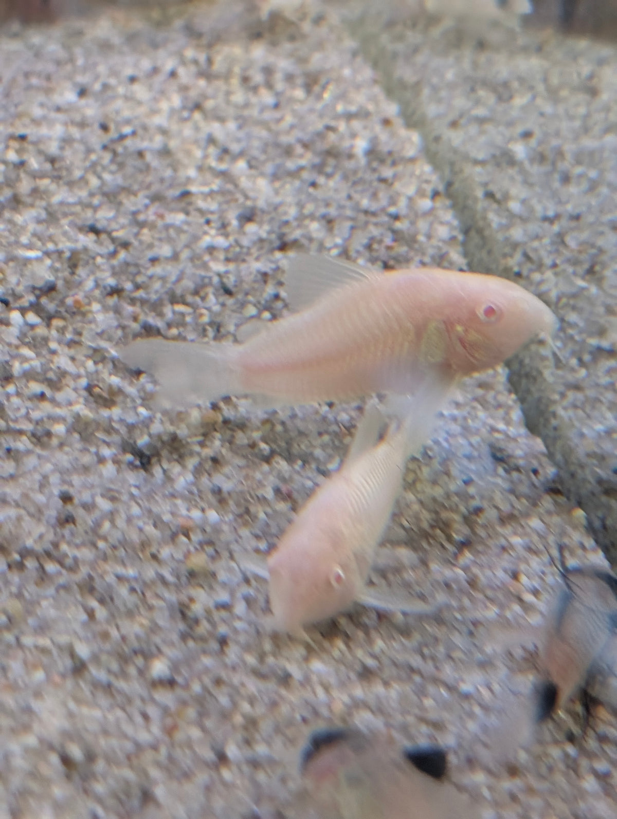 Albino Bronze Corydoras