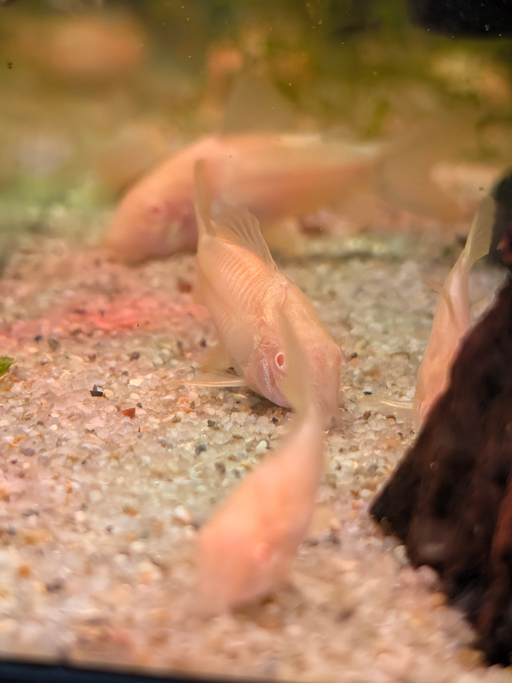 Albino Bronze Corydoras
