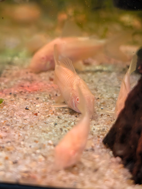 Albino Bronze Corydoras