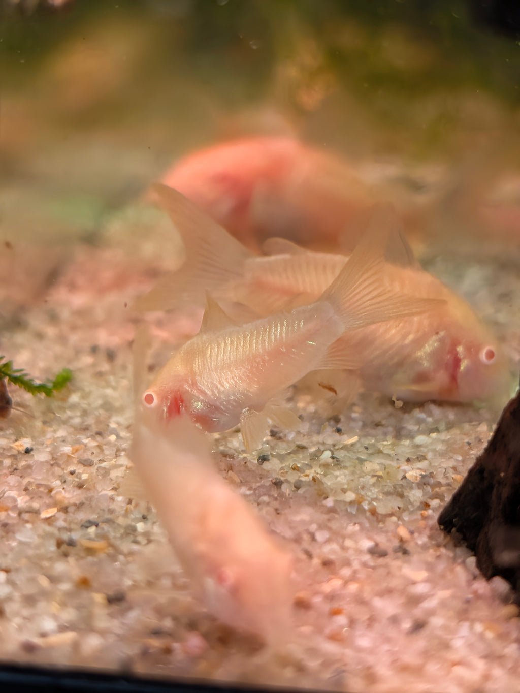 Albino Bronze Corydoras