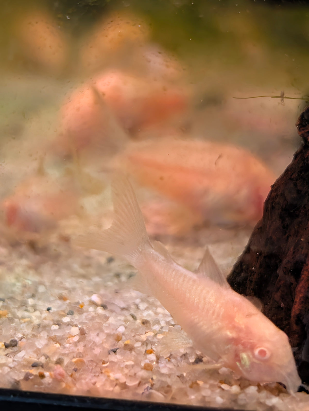 Albino Bronze Corydoras
