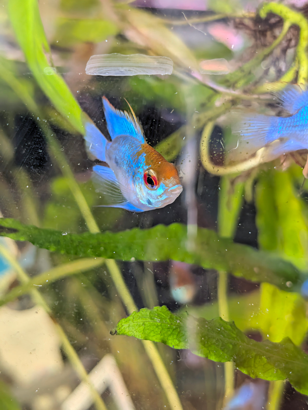 Electric Blue Ramirezi 