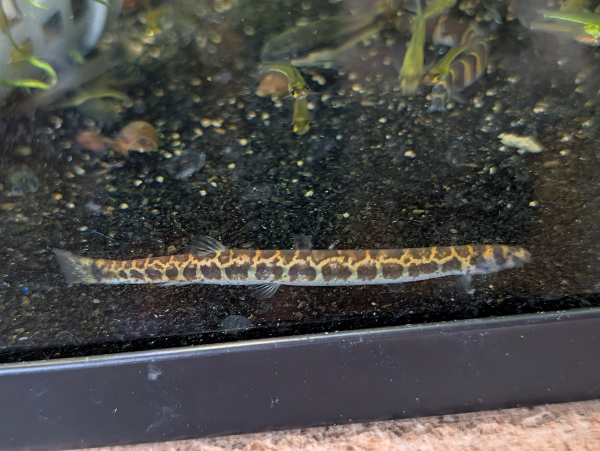 Pangio Shelfordii Leopard Kuhli Loach