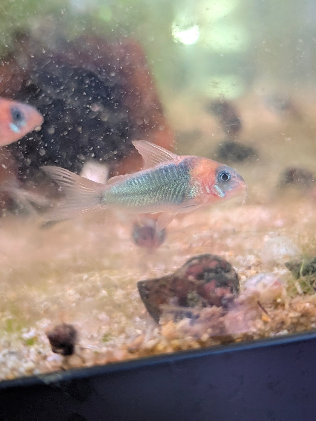 A small live fish, osteogaster Eques Corydoras catfish, swimming in a tank with gravel substrate and rocks. The fish has a blue-green body with a reddish-orange head and gills.