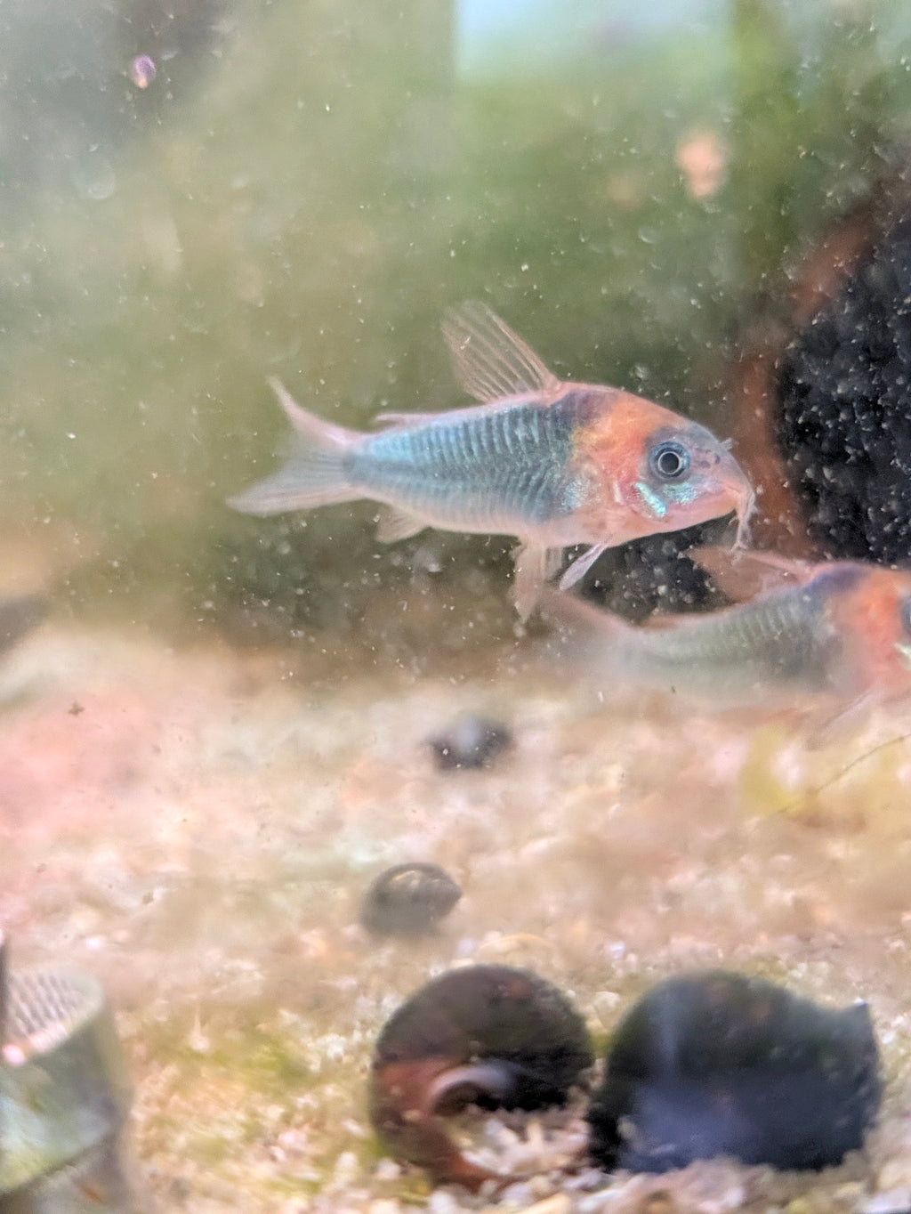 Eques Corydoras Horseman's Osteogaster sp. Eques