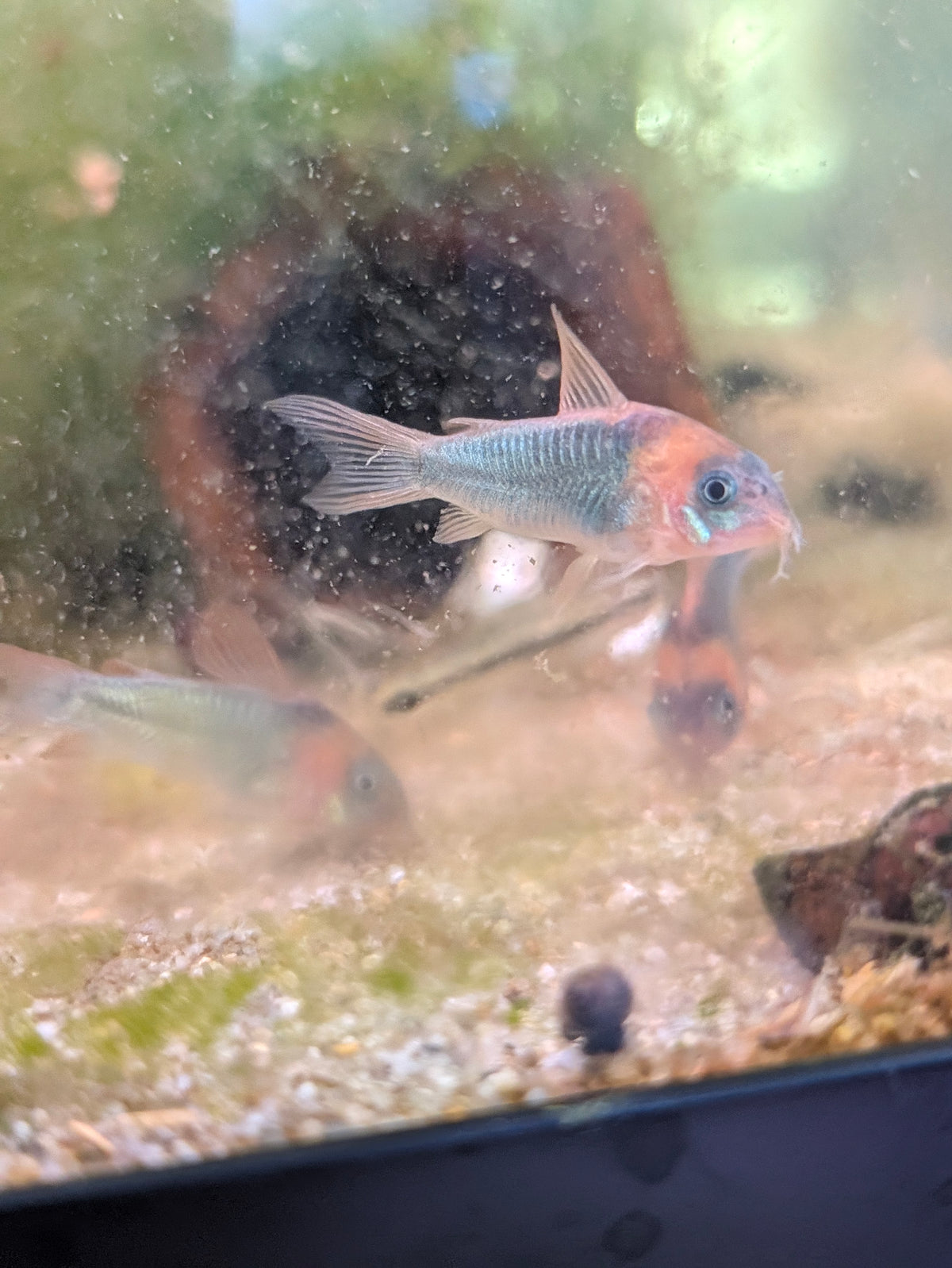 Eques Corydoras Horseman's Osteogaster sp. Eques