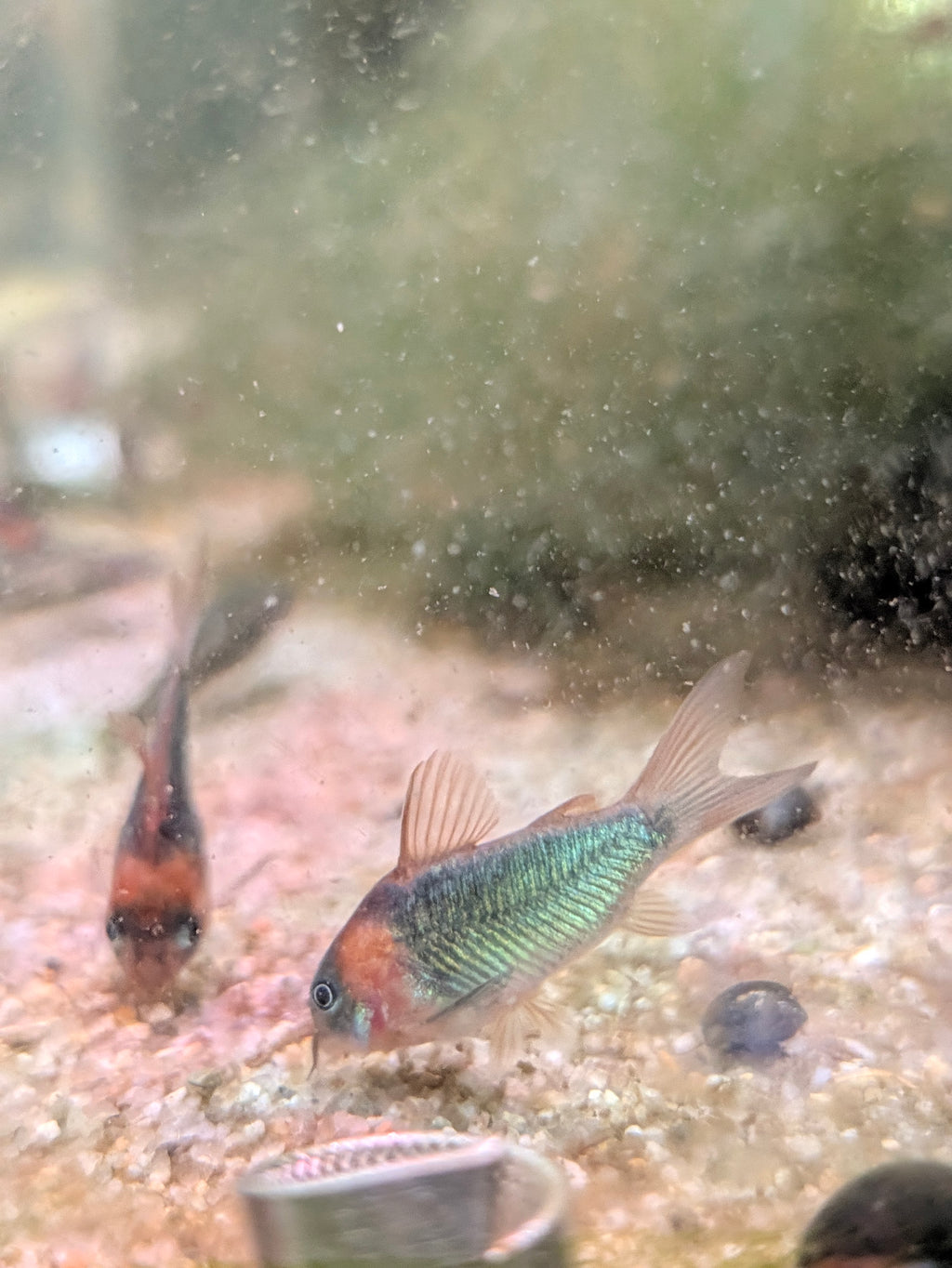 Eques Corydoras Horseman's Osteogaster sp. Eques