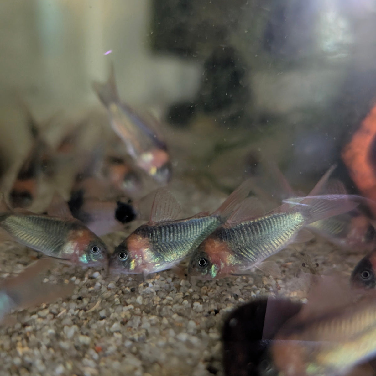 Eques Corydoras Horseman's Osteogaster sp. Eques