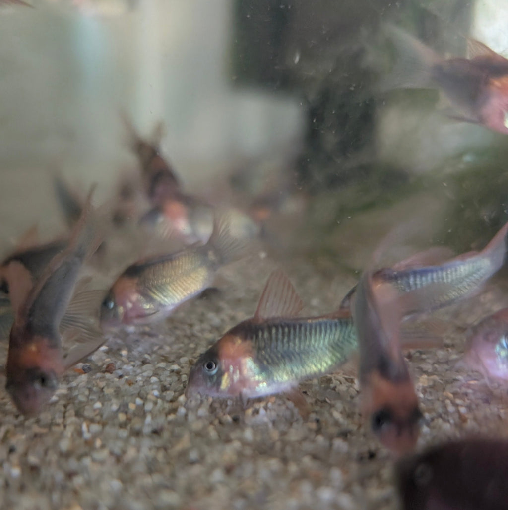 Eques Corydoras Horseman's Osteogaster sp. Eques