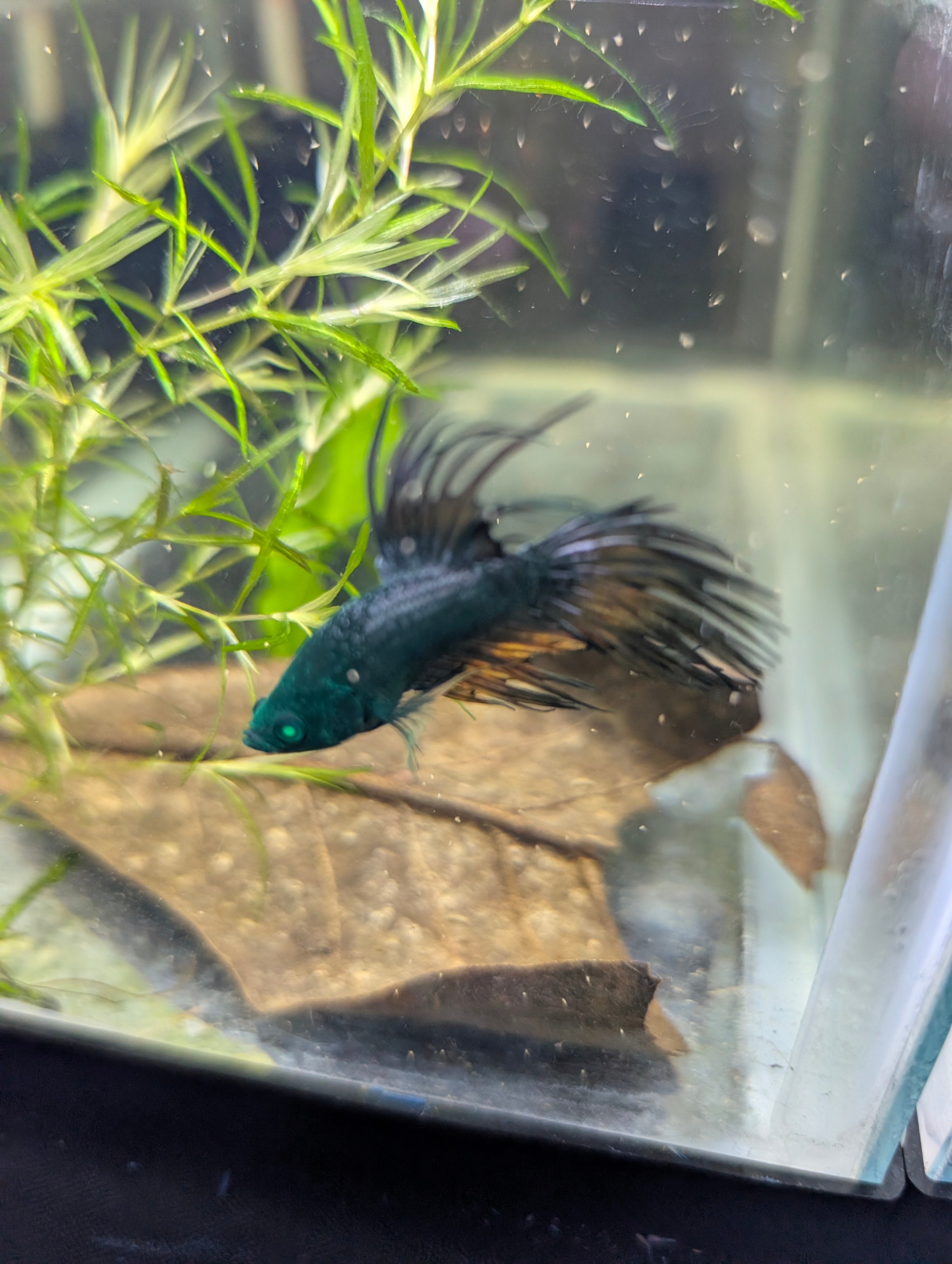 Crown Tail Green Hulk Betta Male MC004