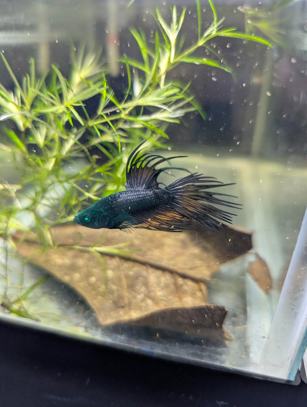 Crown Tail Green Hulk Betta Male MC004