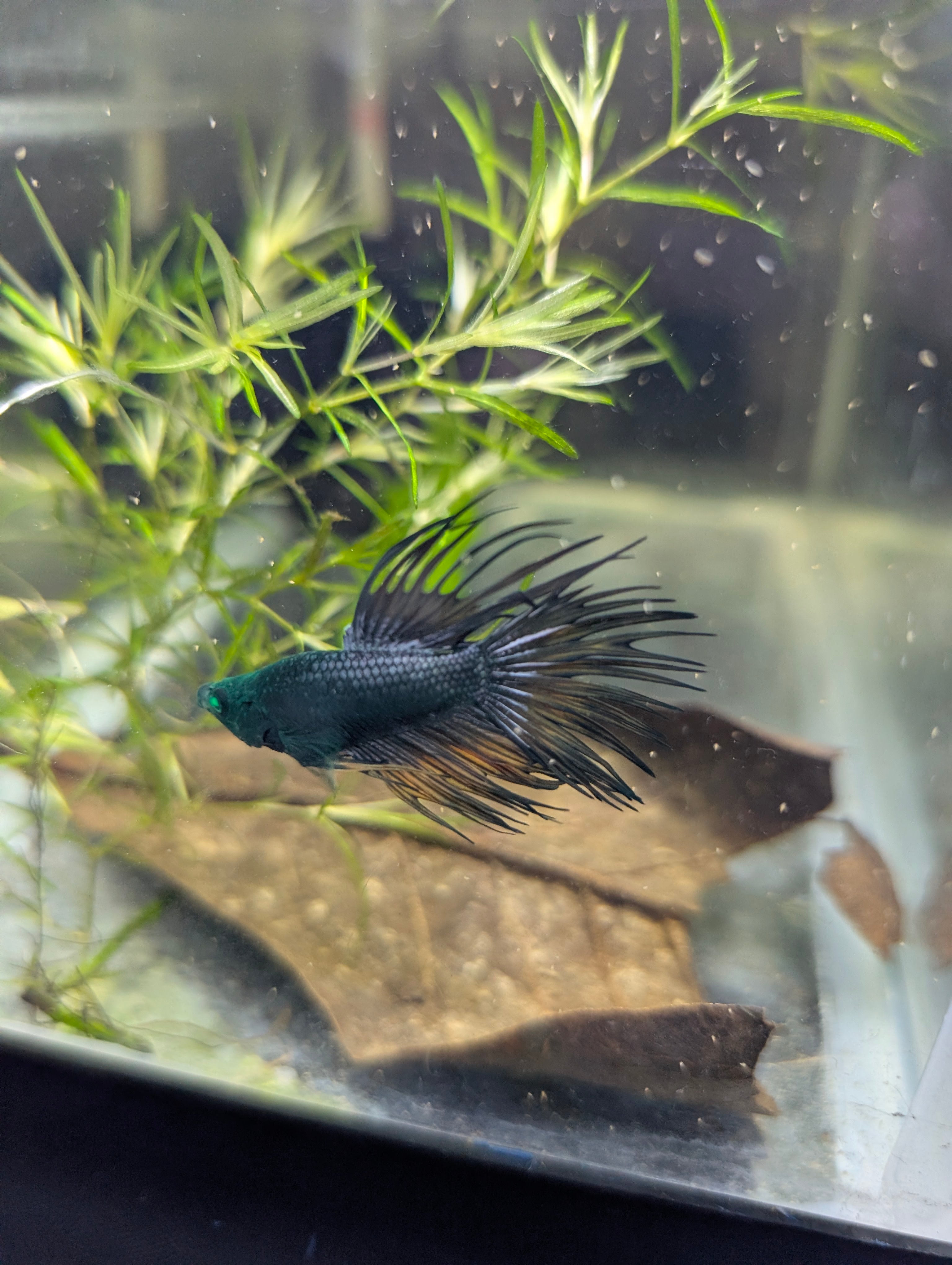 Crown Tail Green Hulk Betta Male MC004