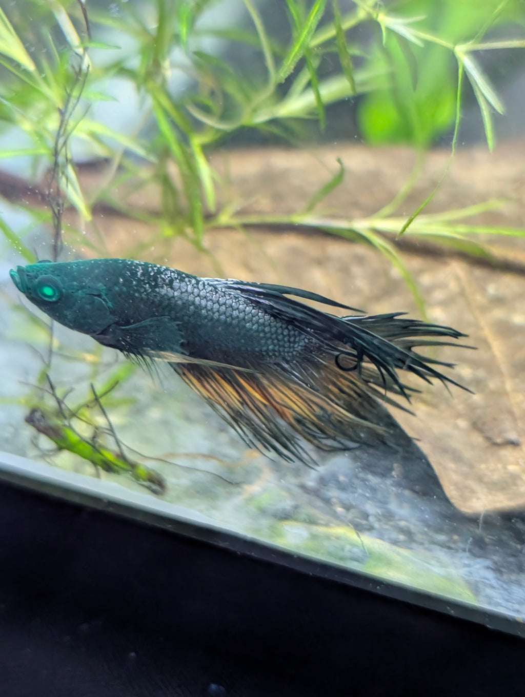 Crown Tail Green Hulk Betta Male MC004