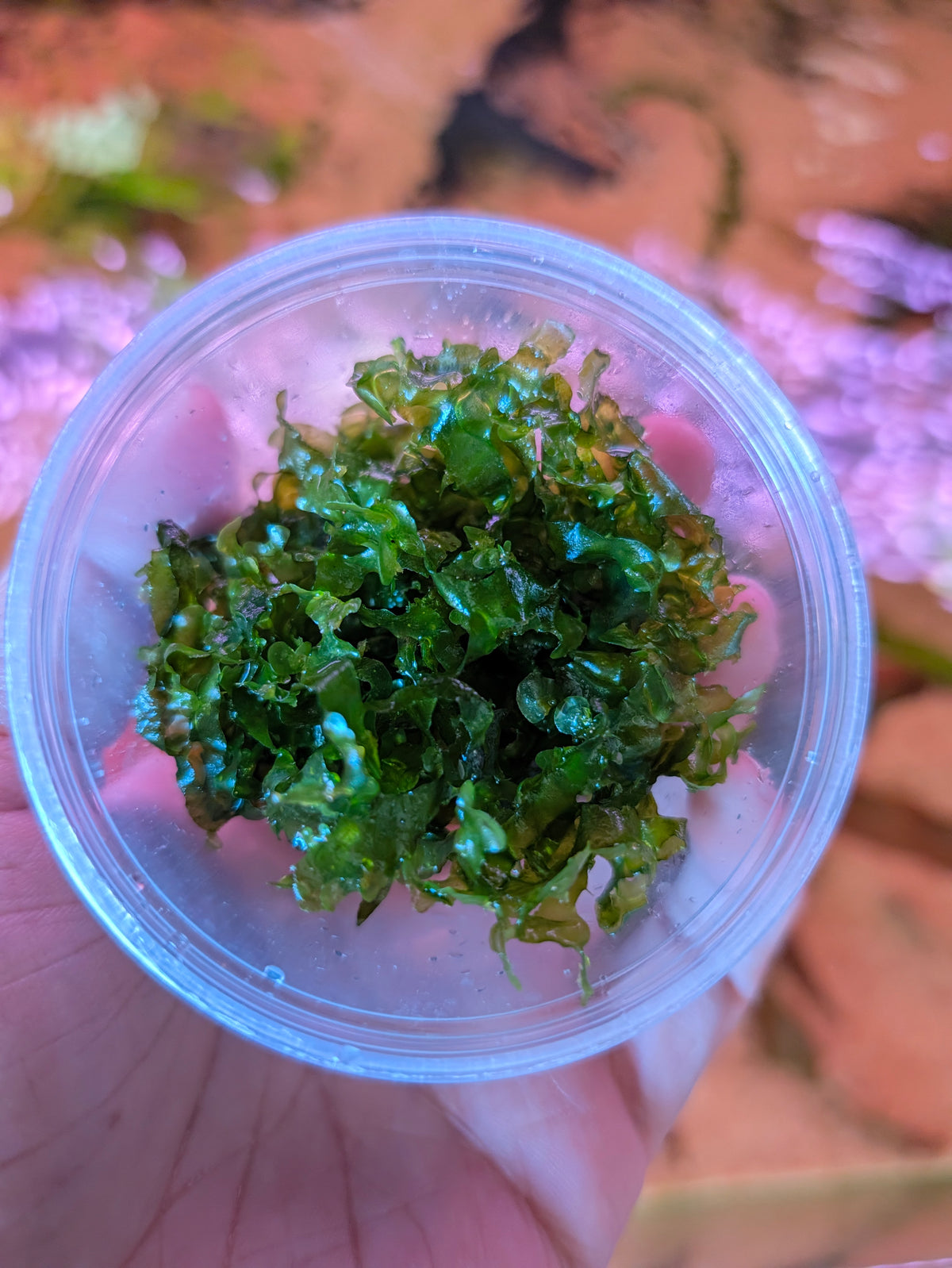 Subwassertang