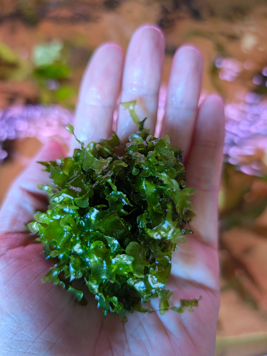 Subwassertang