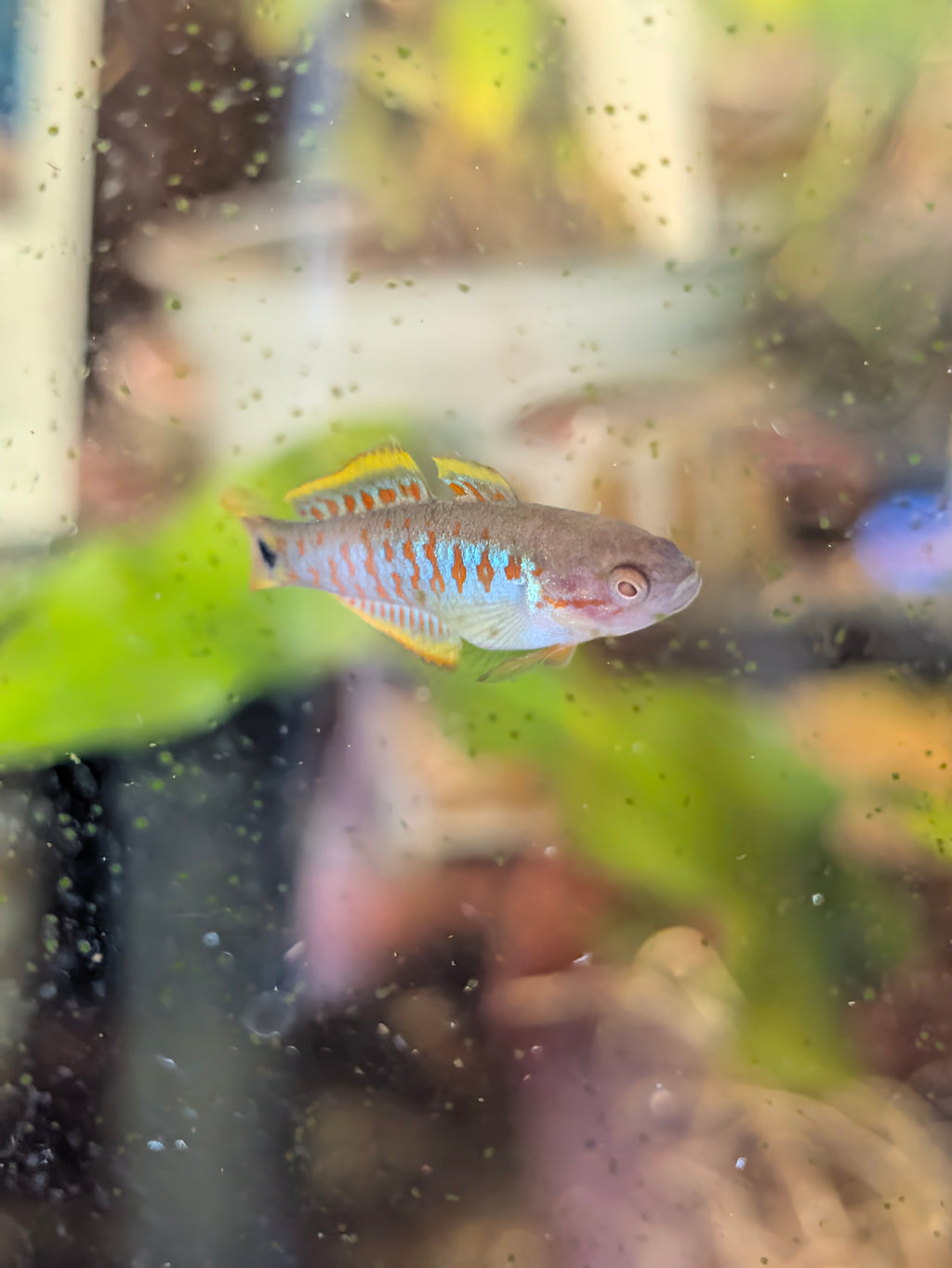Peacock Gudgeon (Tateurndina Ocellicauda)