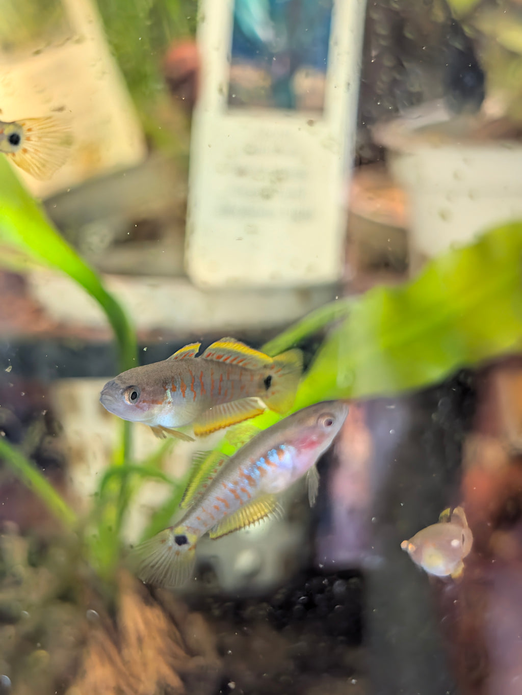 Peacock Gudgeon (Tateurndina Ocellicauda)