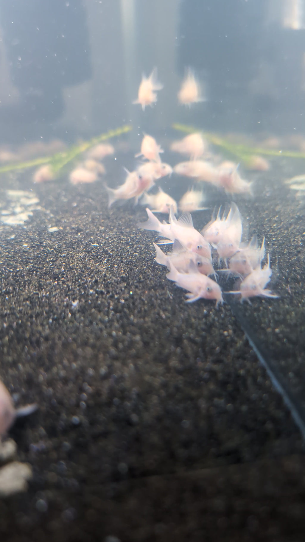 Snow White Panda Corydoras