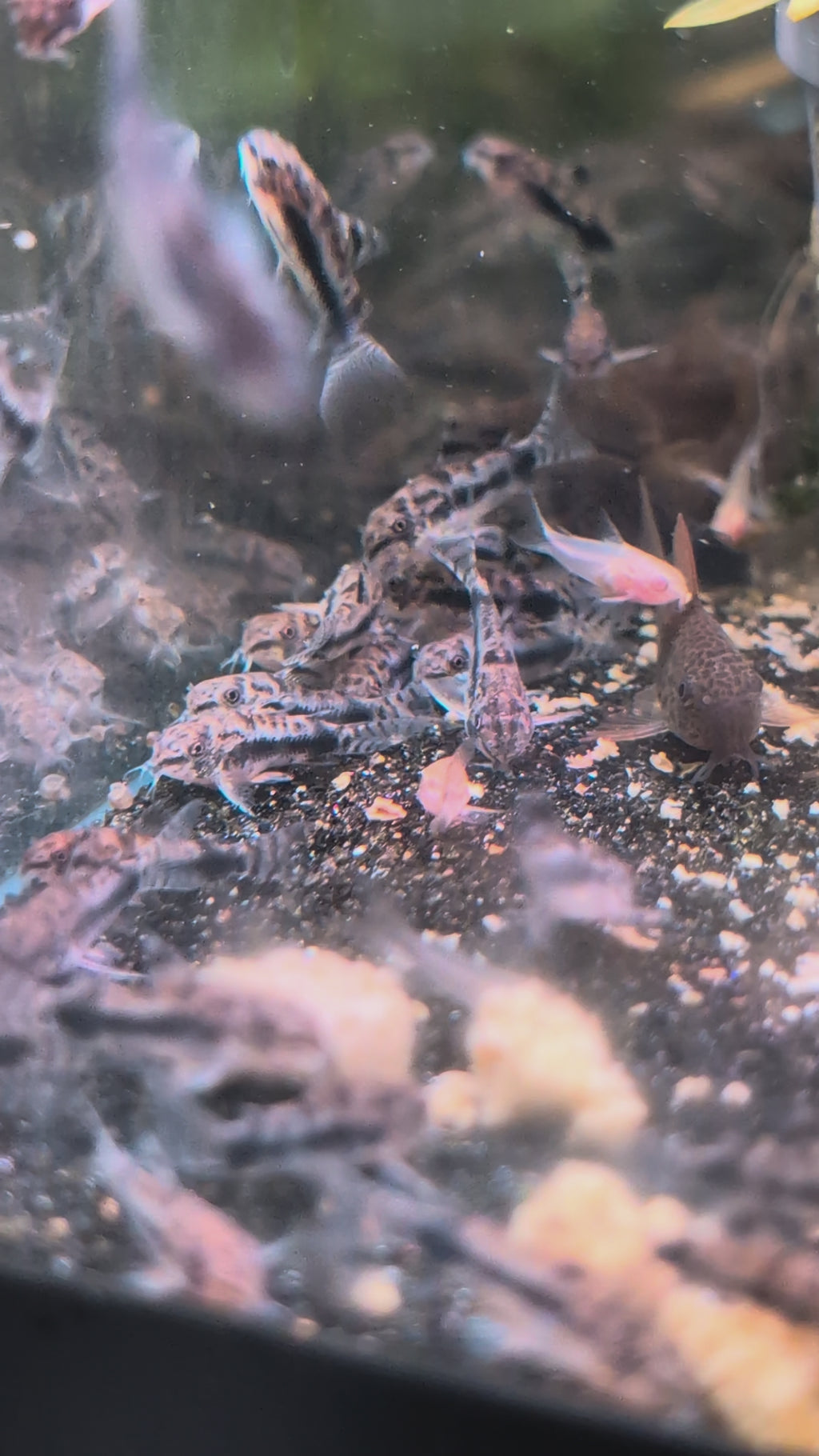 Salt and Pepper Pygmy Corydoras Gastrodermus Habrosus