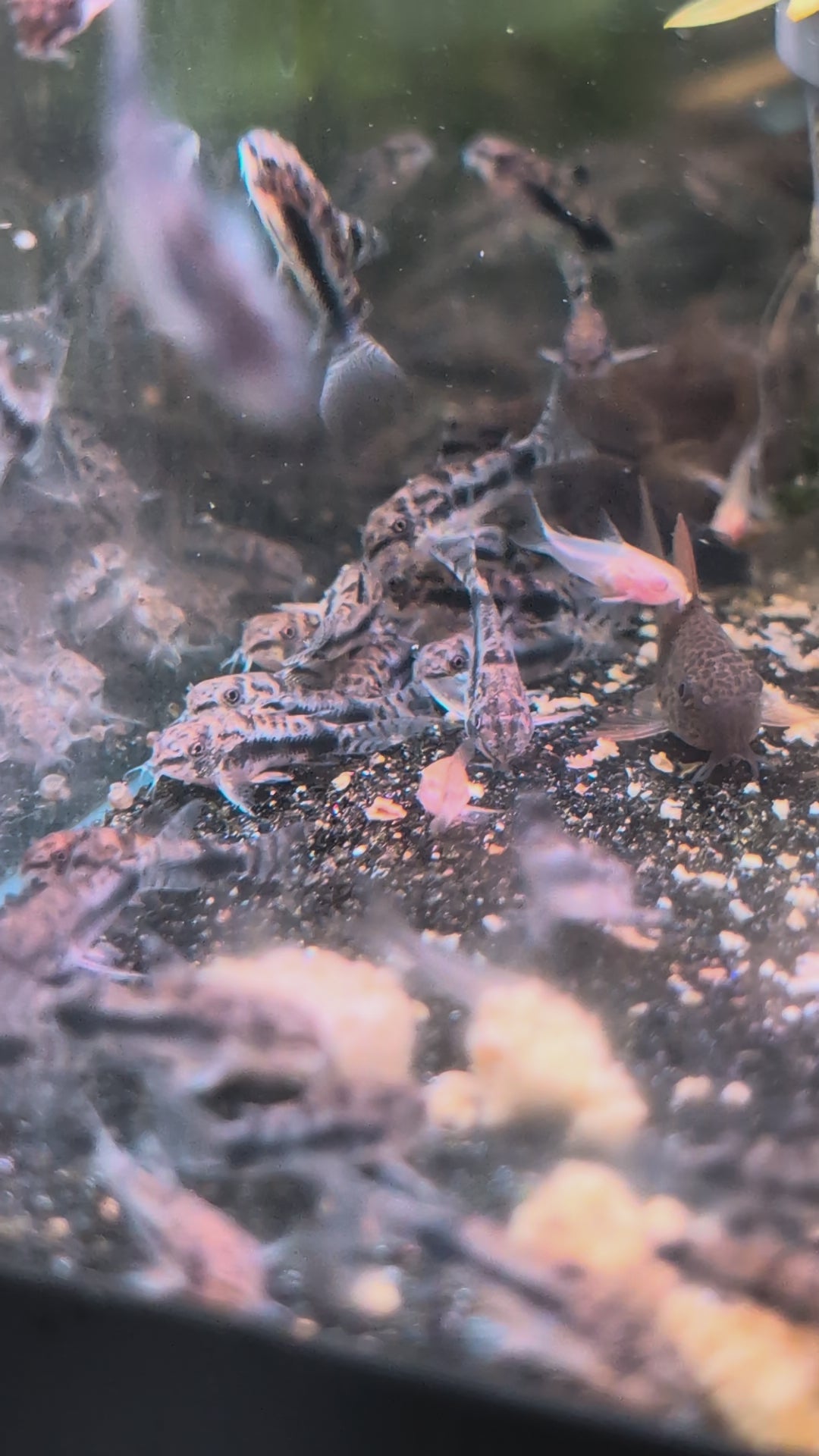 Salt and Pepper Pygmy Corydoras Gastrodermus Habrosus