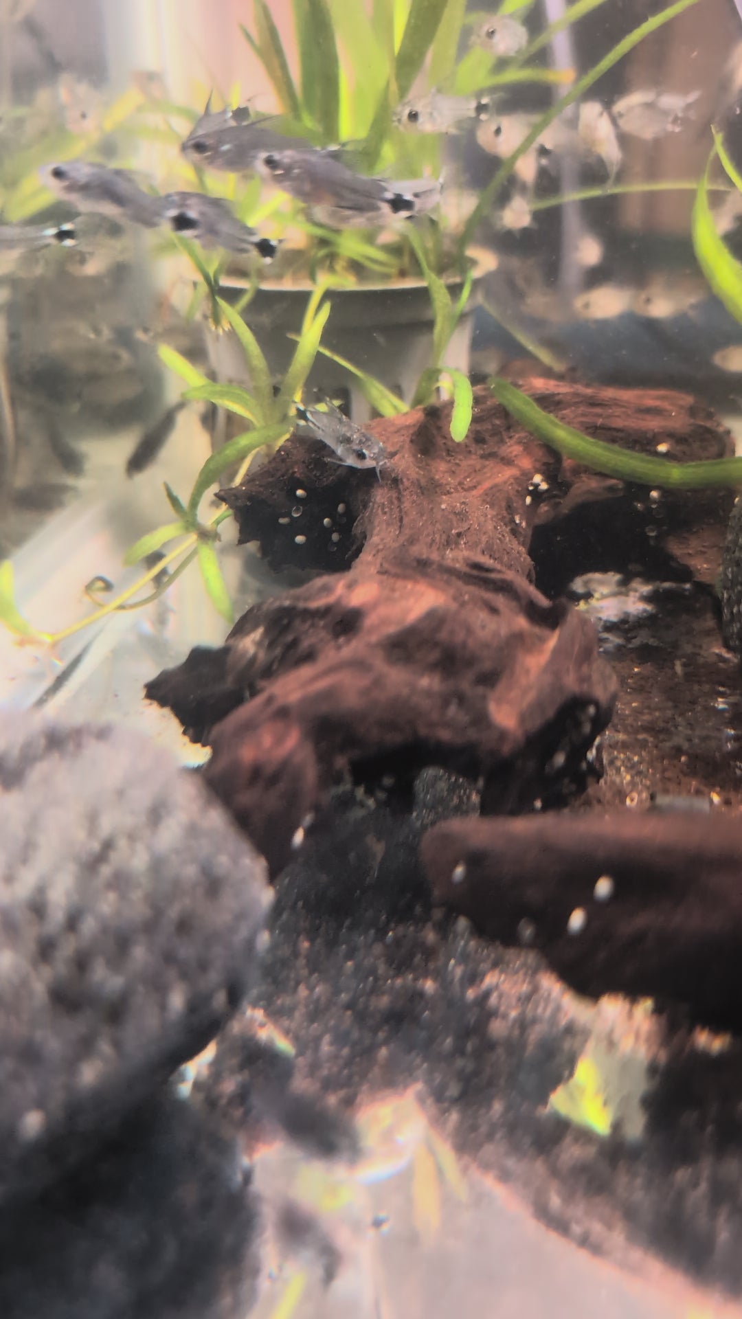 Tail Spot Pygmy Corydoras Gastrodermus Hastatus
