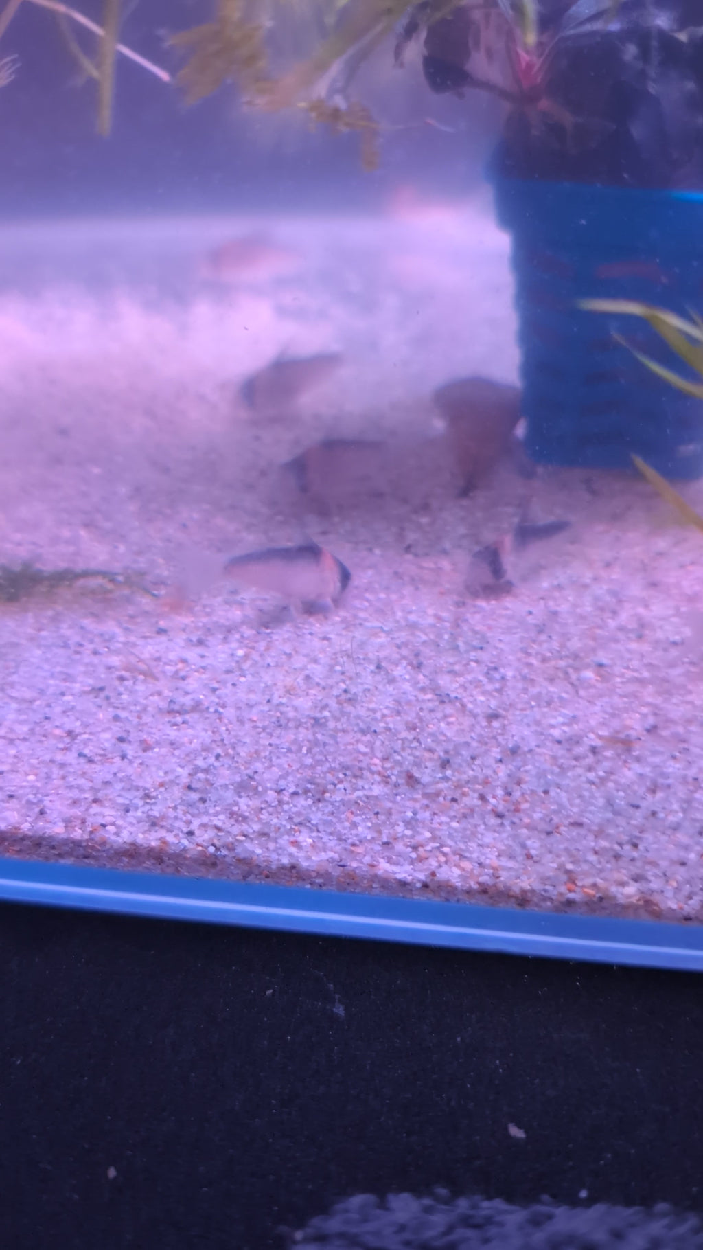 Adolfoi Corydoras