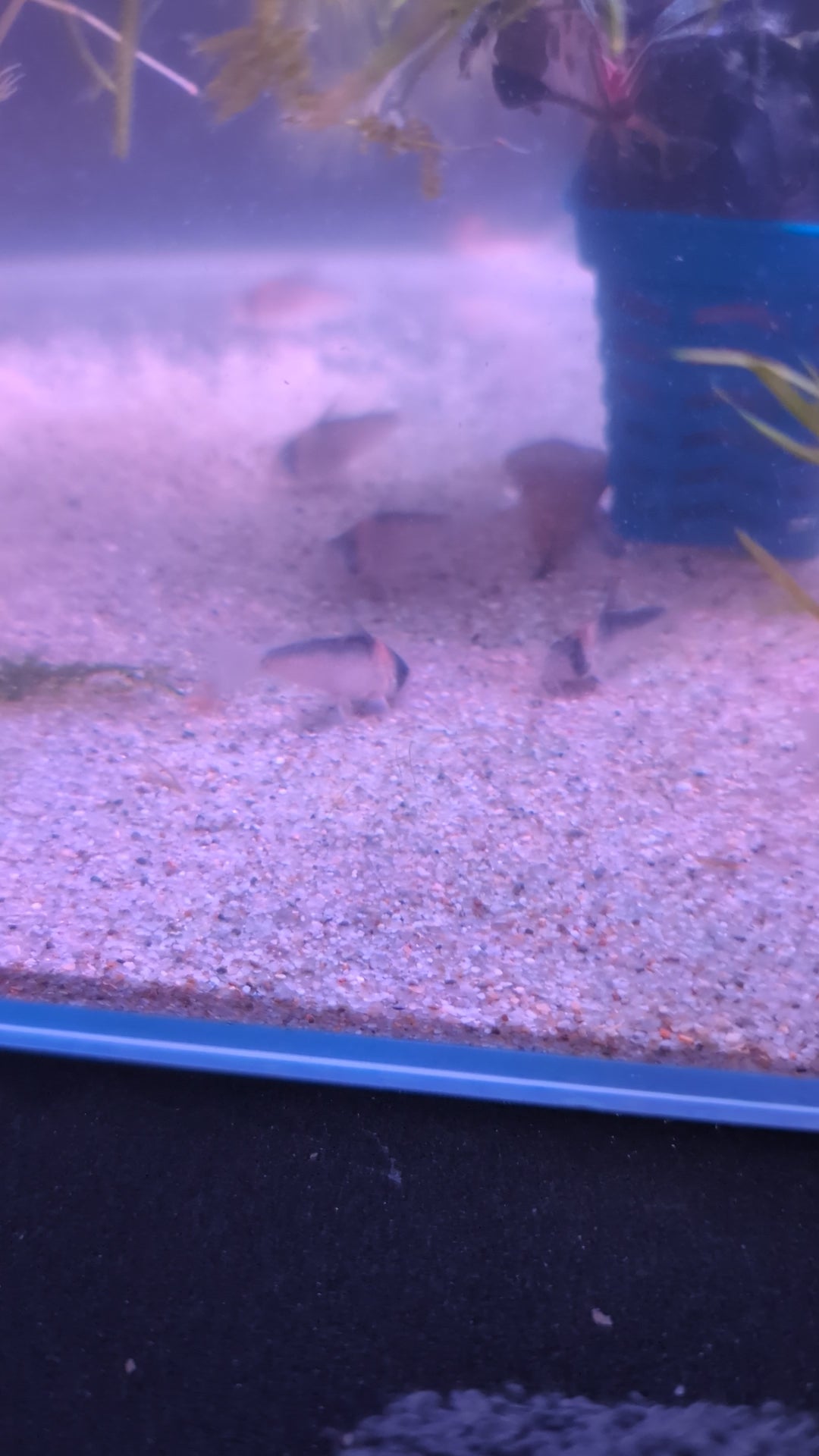 Adolfoi Corydoras