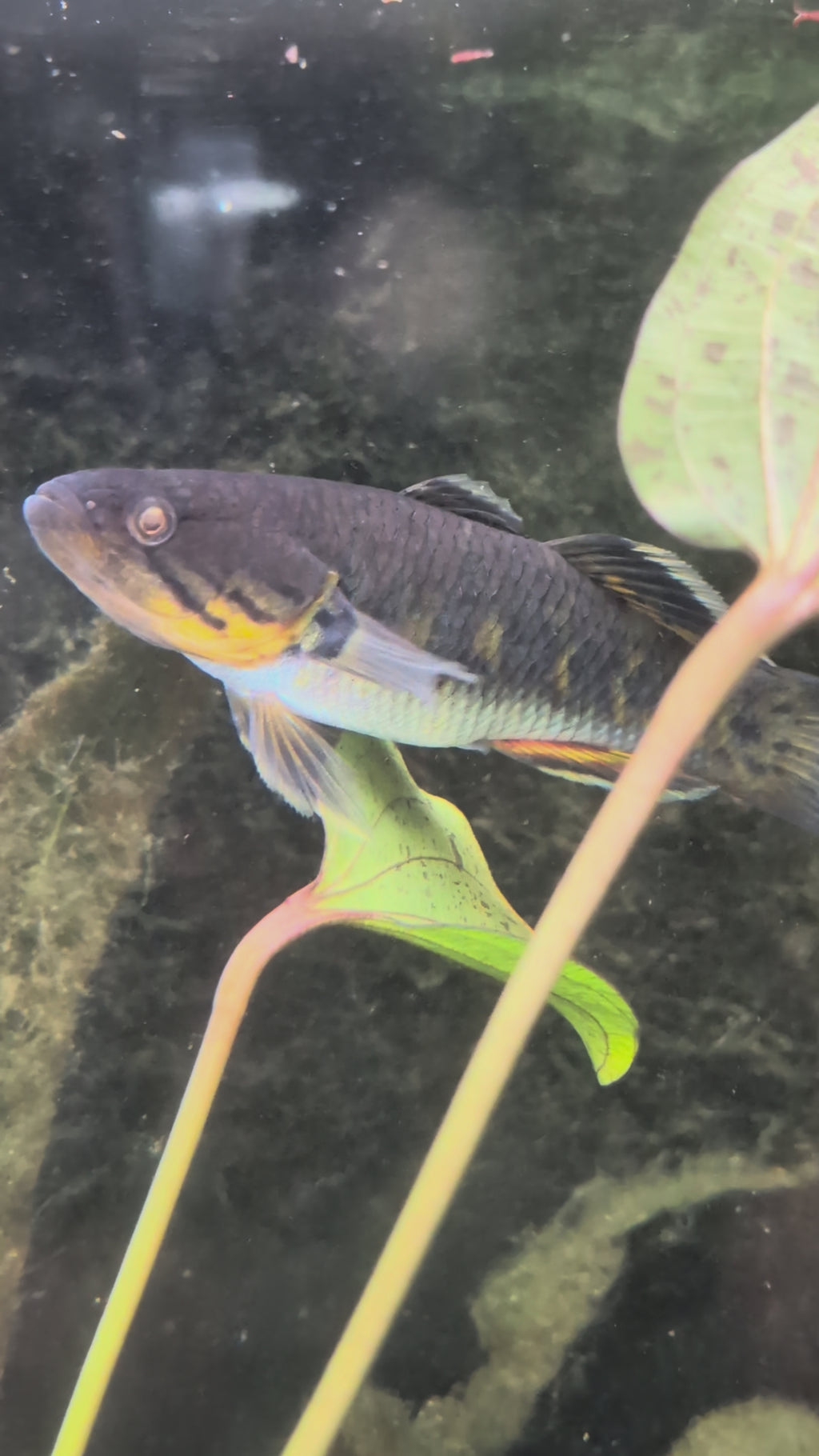 Giuris Margaritacea Gudgeon