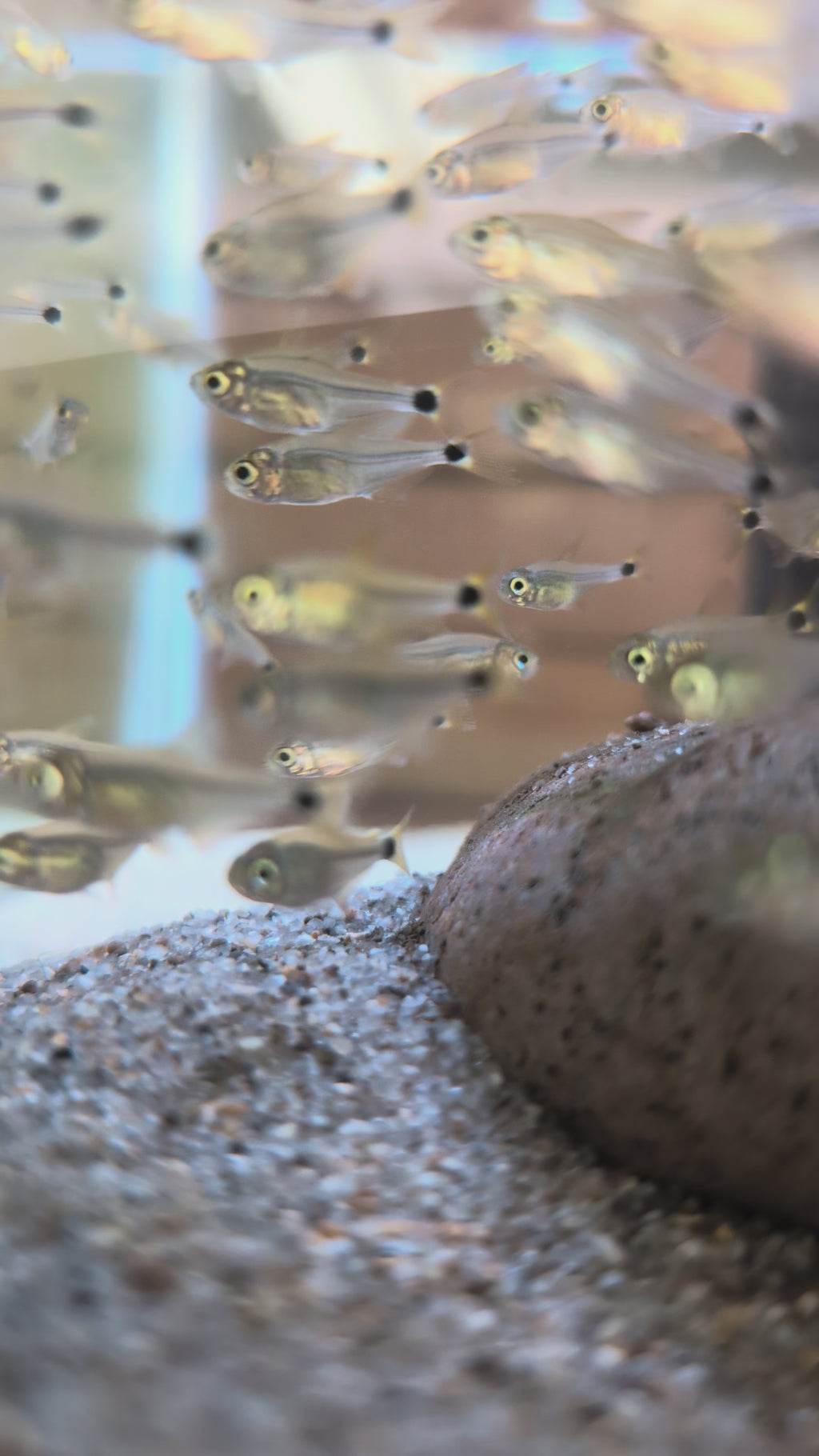 Raccoon Tetra