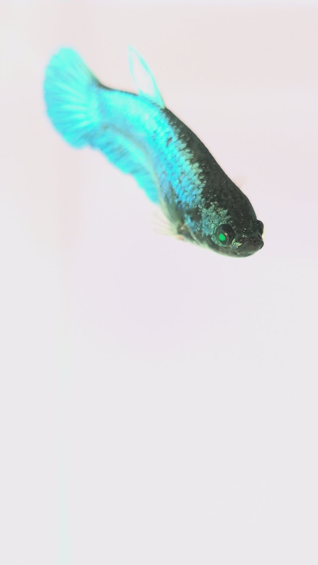 Plakat Green/ Blue / Red Green Eyed Hulk Betta Female F0006