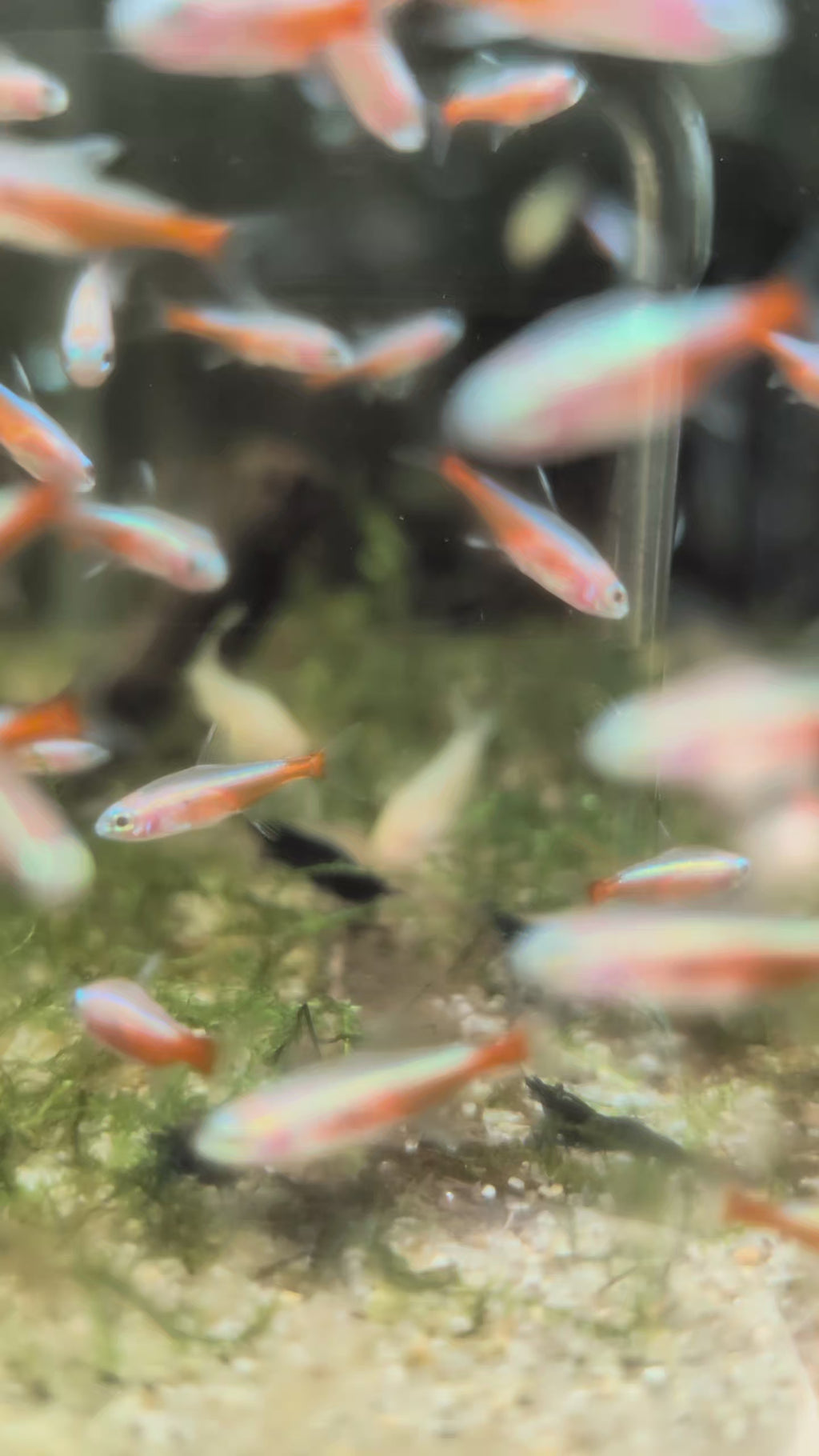 Albino Cardinal Tetra