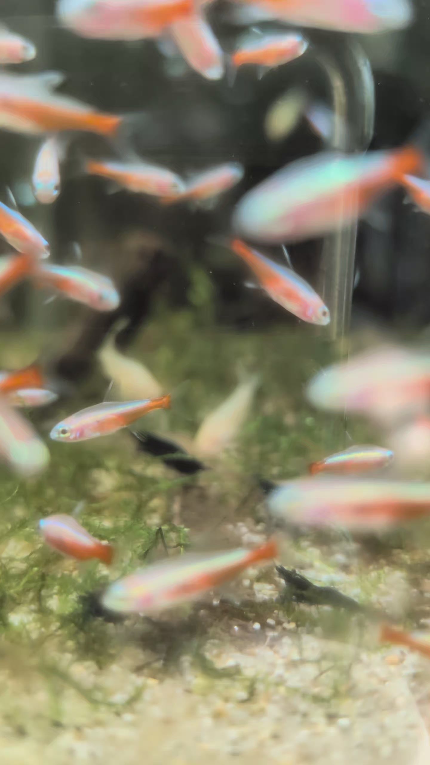 Albino Cardinal Tetra