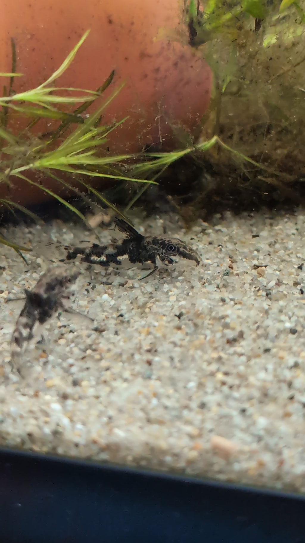Scleromystax Barbatus "Banded Corydora"