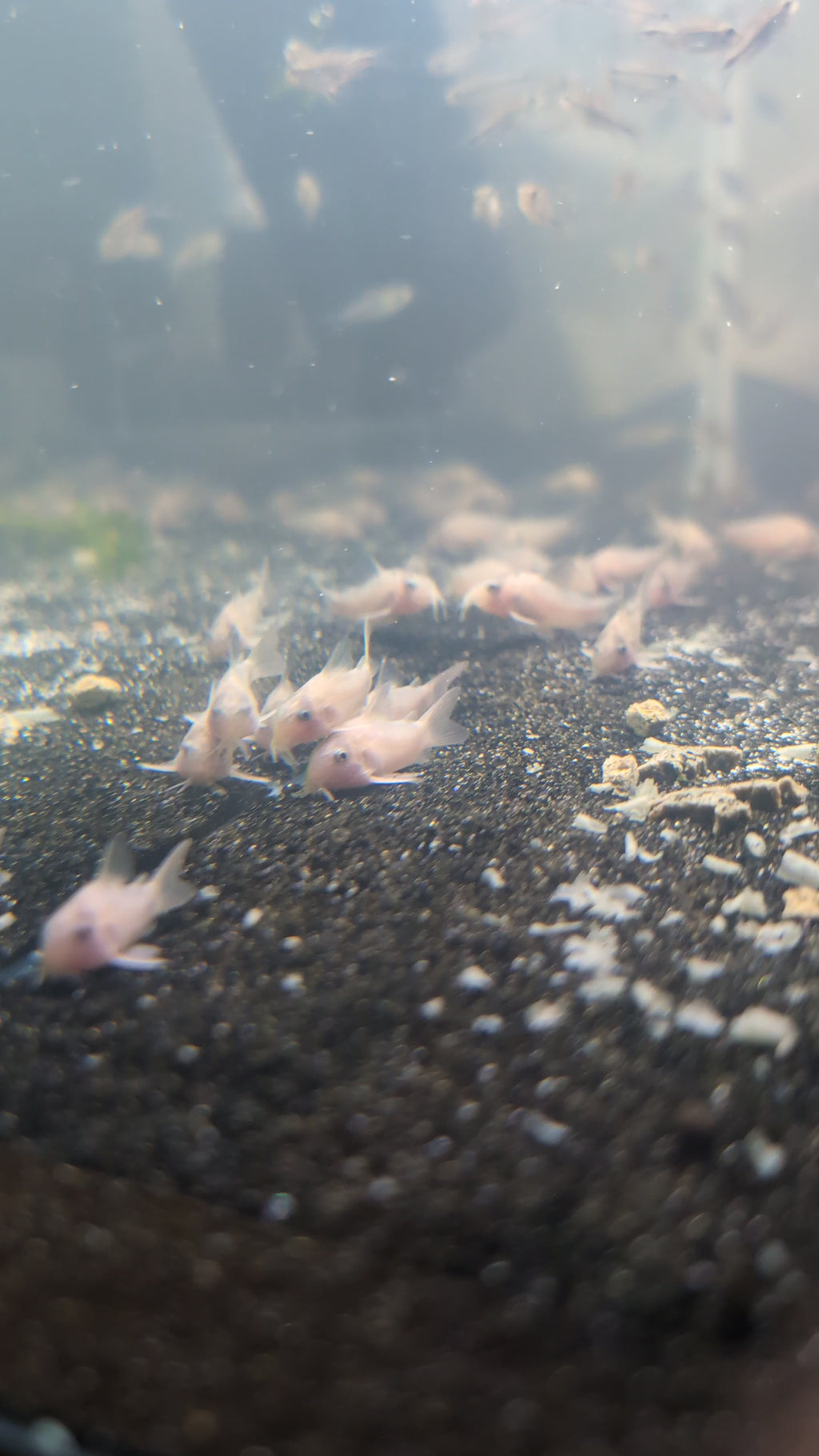 Snow White Panda Corydoras