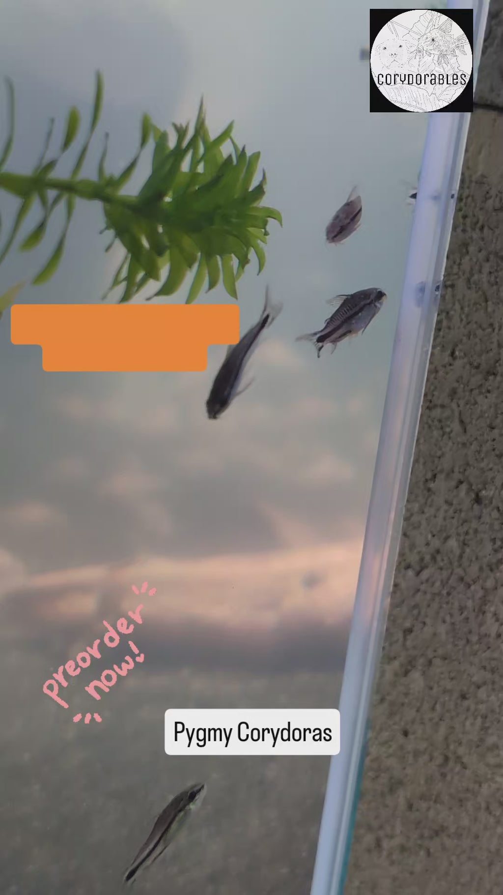 Pygmy Corydoras (Gastrodermus Pygmaeus)