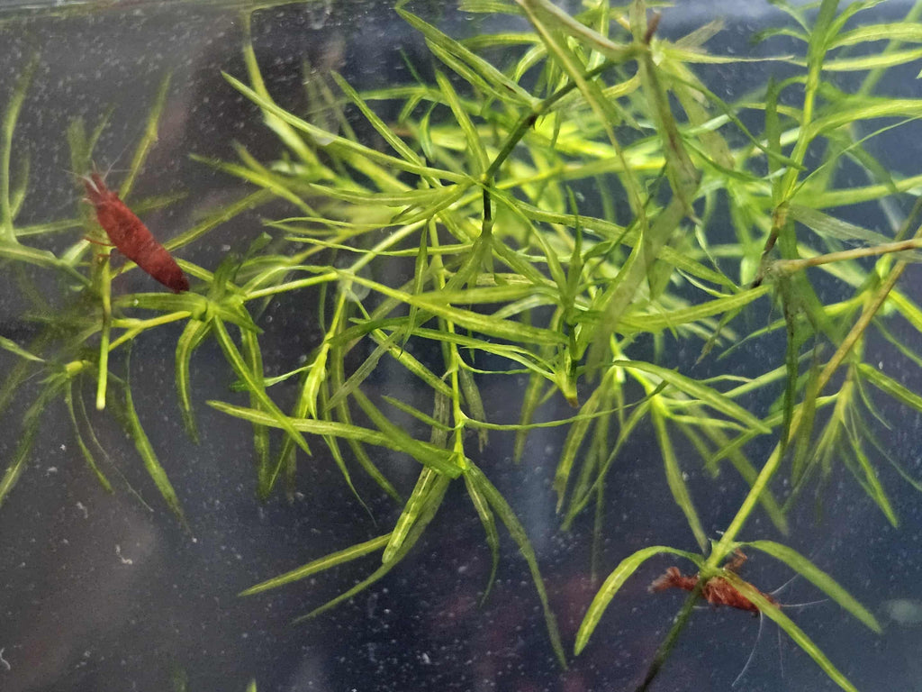 Bloody Mary Neocaridina Shrimp