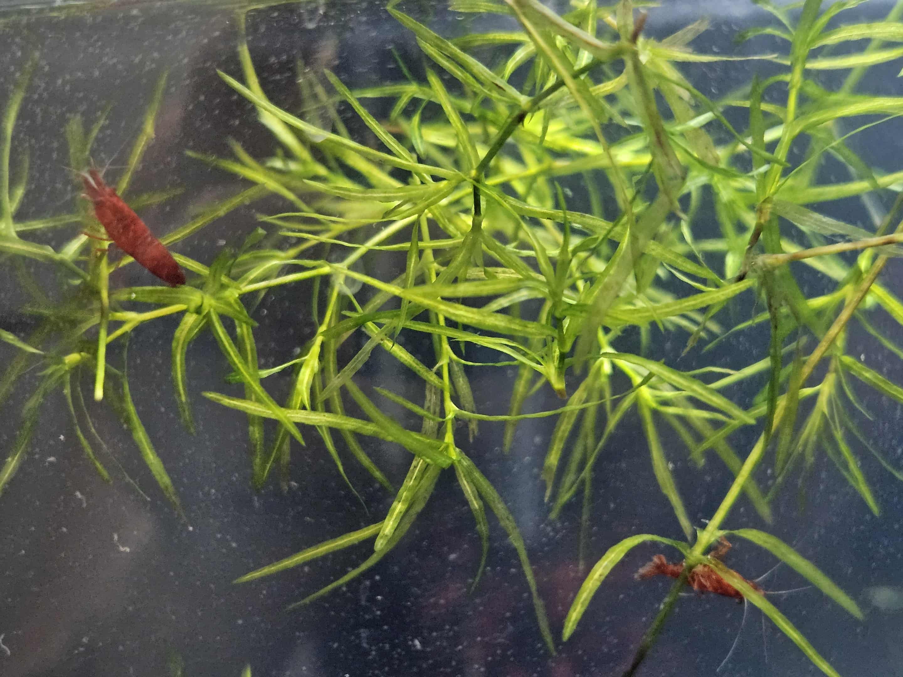 Bloody Mary Neocaridina Shrimp