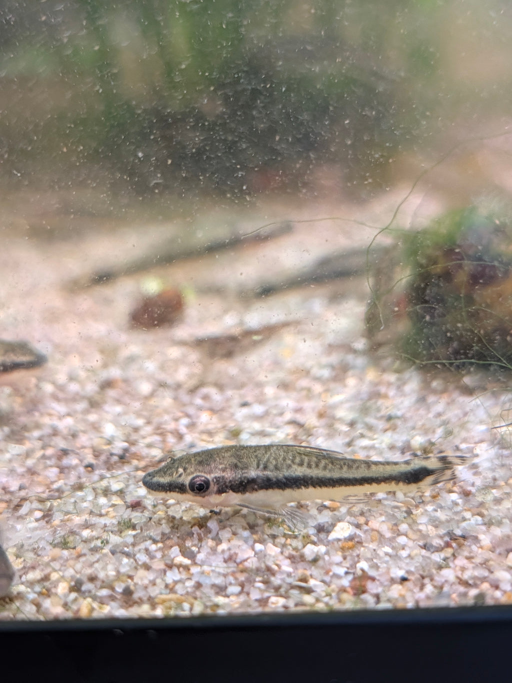 Otocinclus Affinis