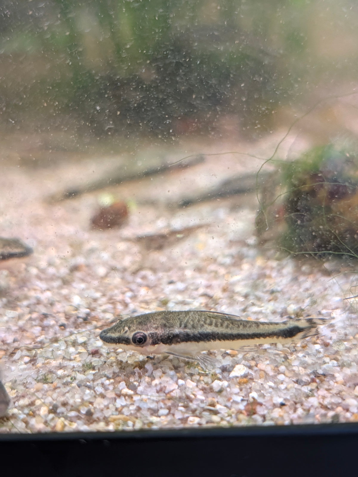 Otocinclus Affinis