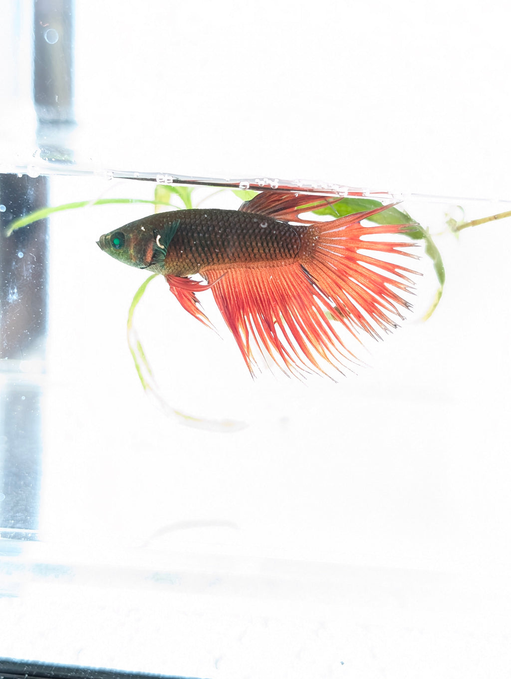 Crowntail Green / Red Green Eyed Hulk Betta Male M0018