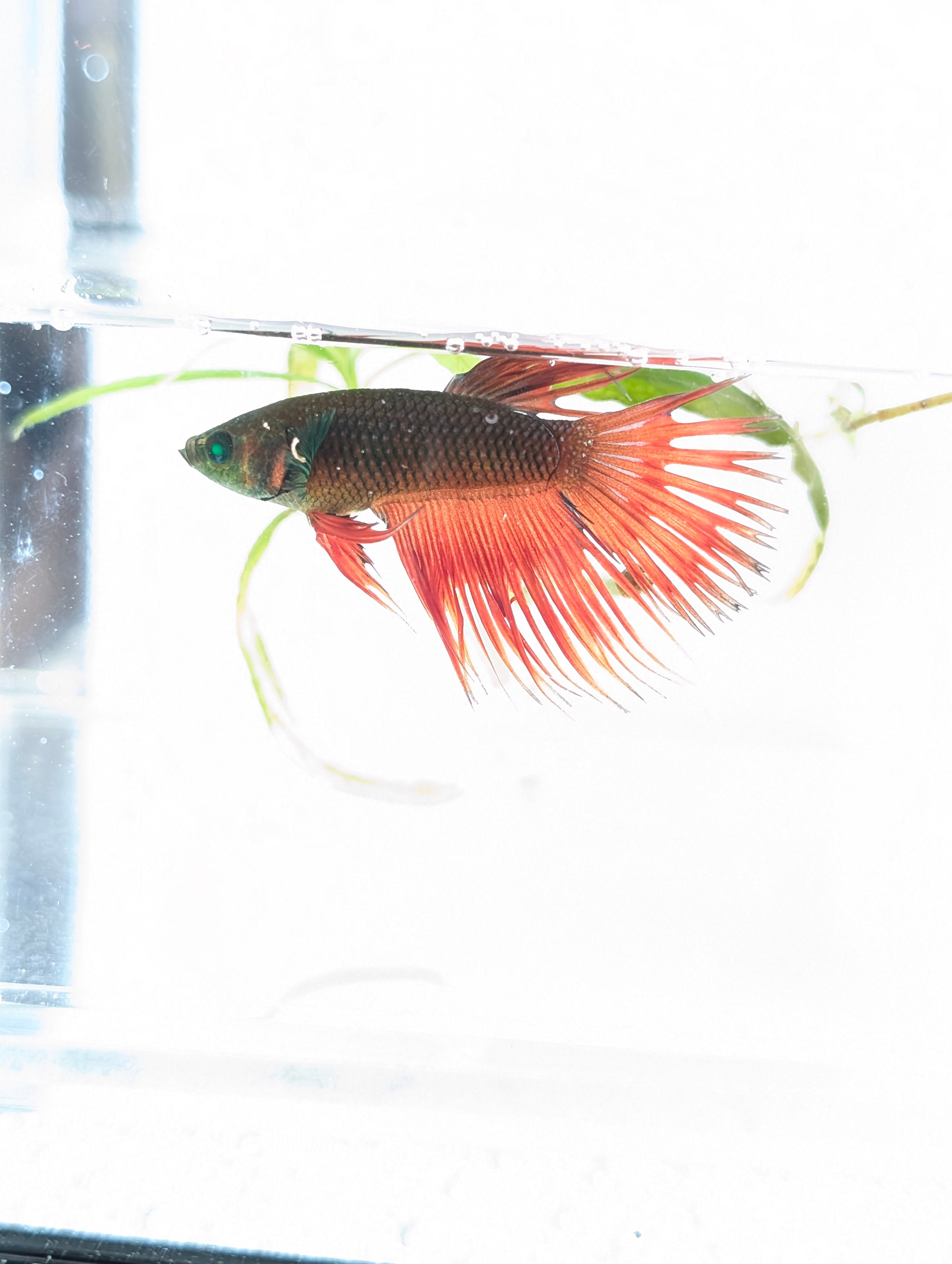 Crowntail Green / Red Green Eyed Hulk Betta Male M0018