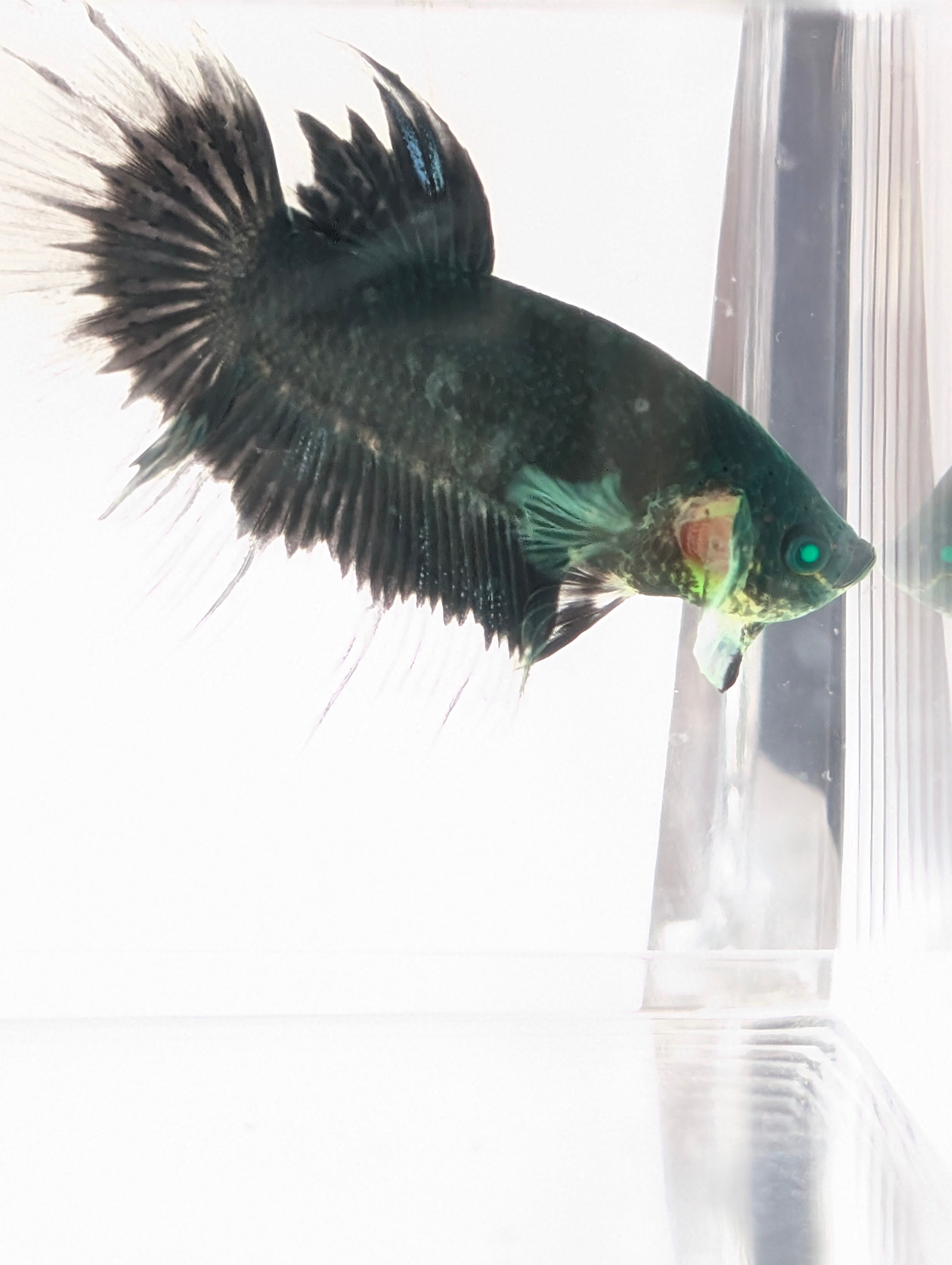 Halfmoon Green / Blue / Black Green Eyed Hulk Betta Male M0015