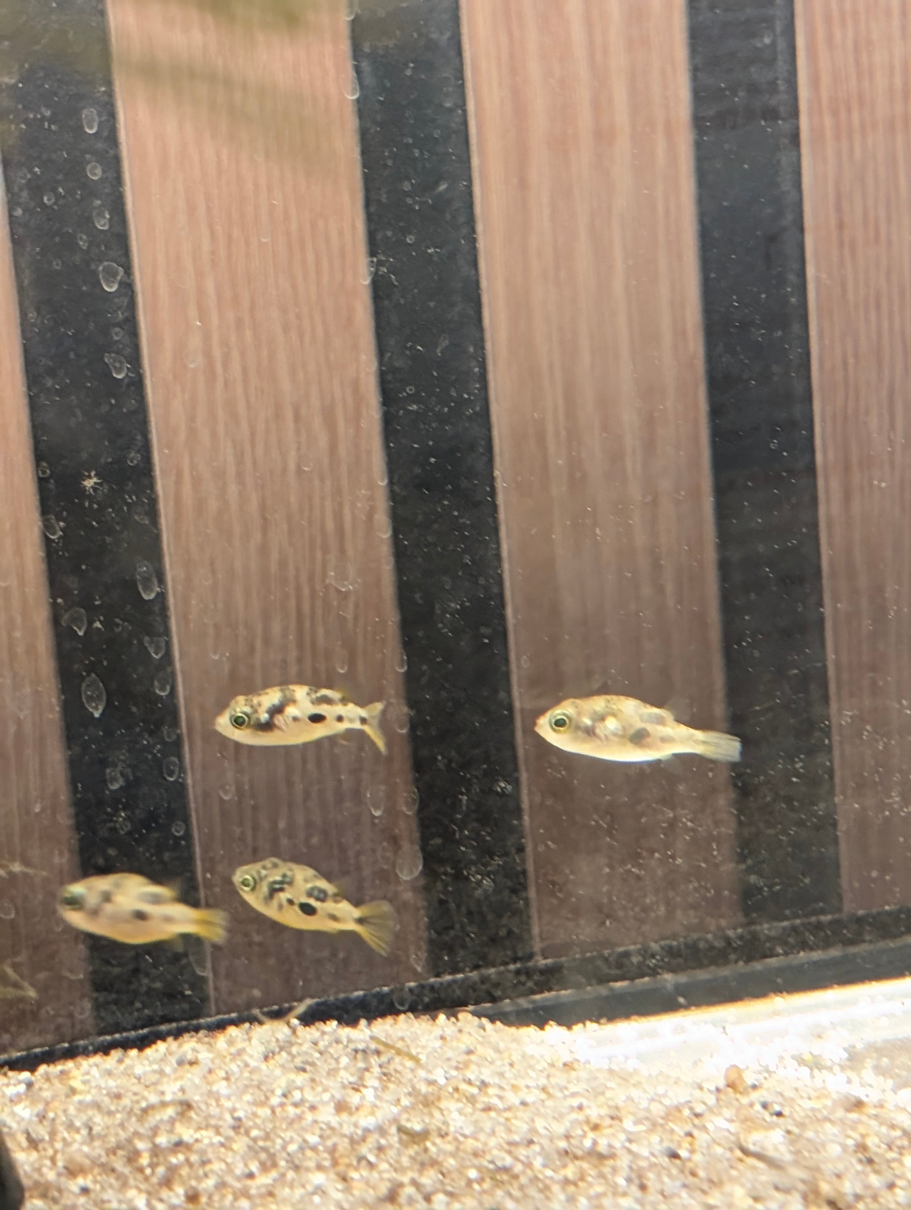 Pea Puffer