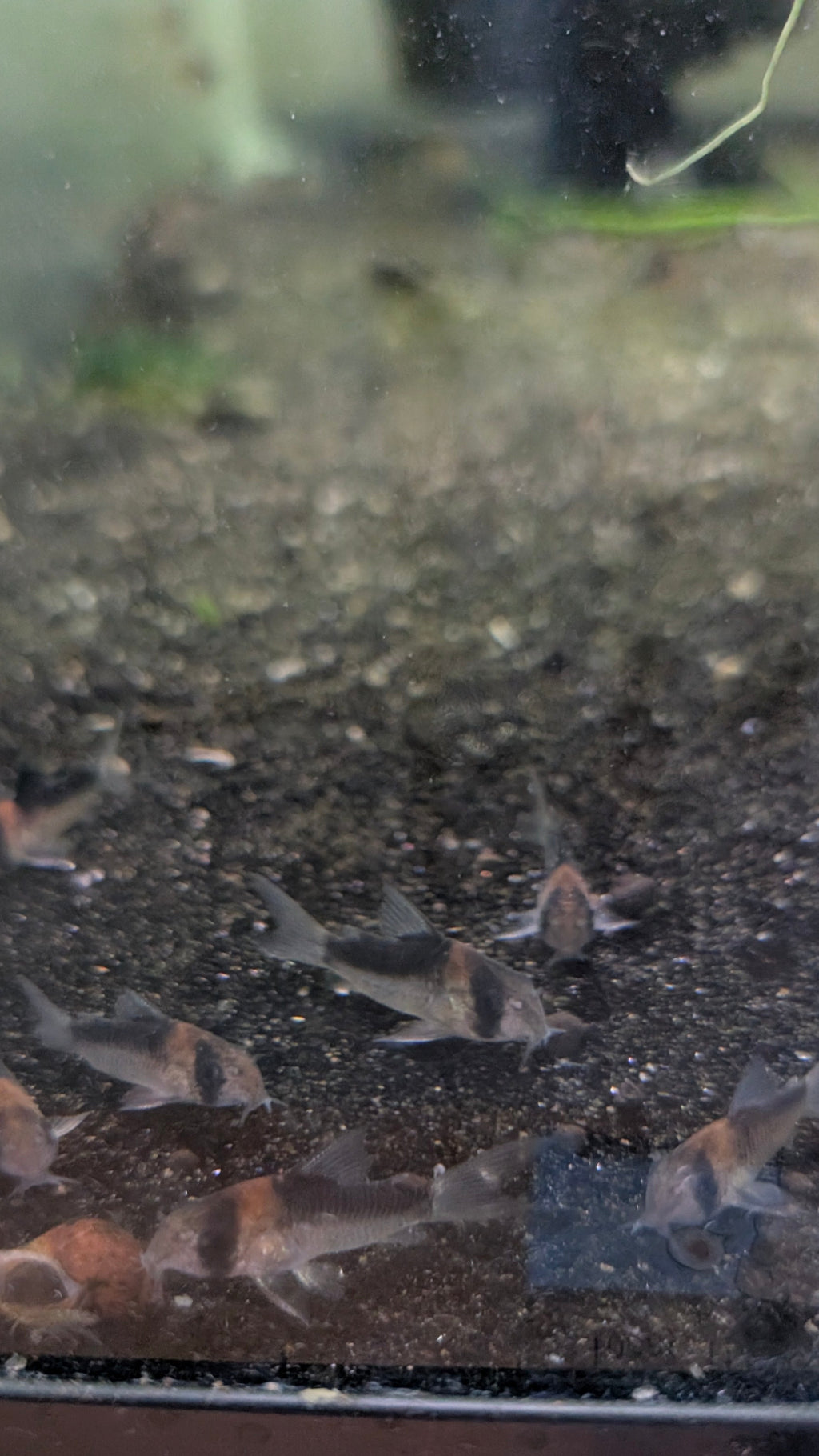 Adolfoi Corydoras